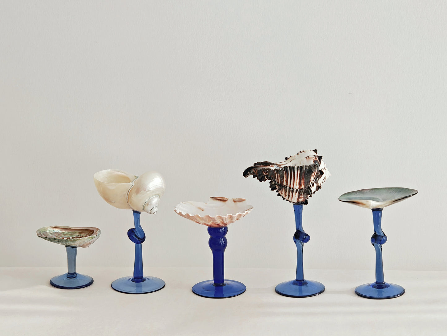 5 shellglass【A whole set】