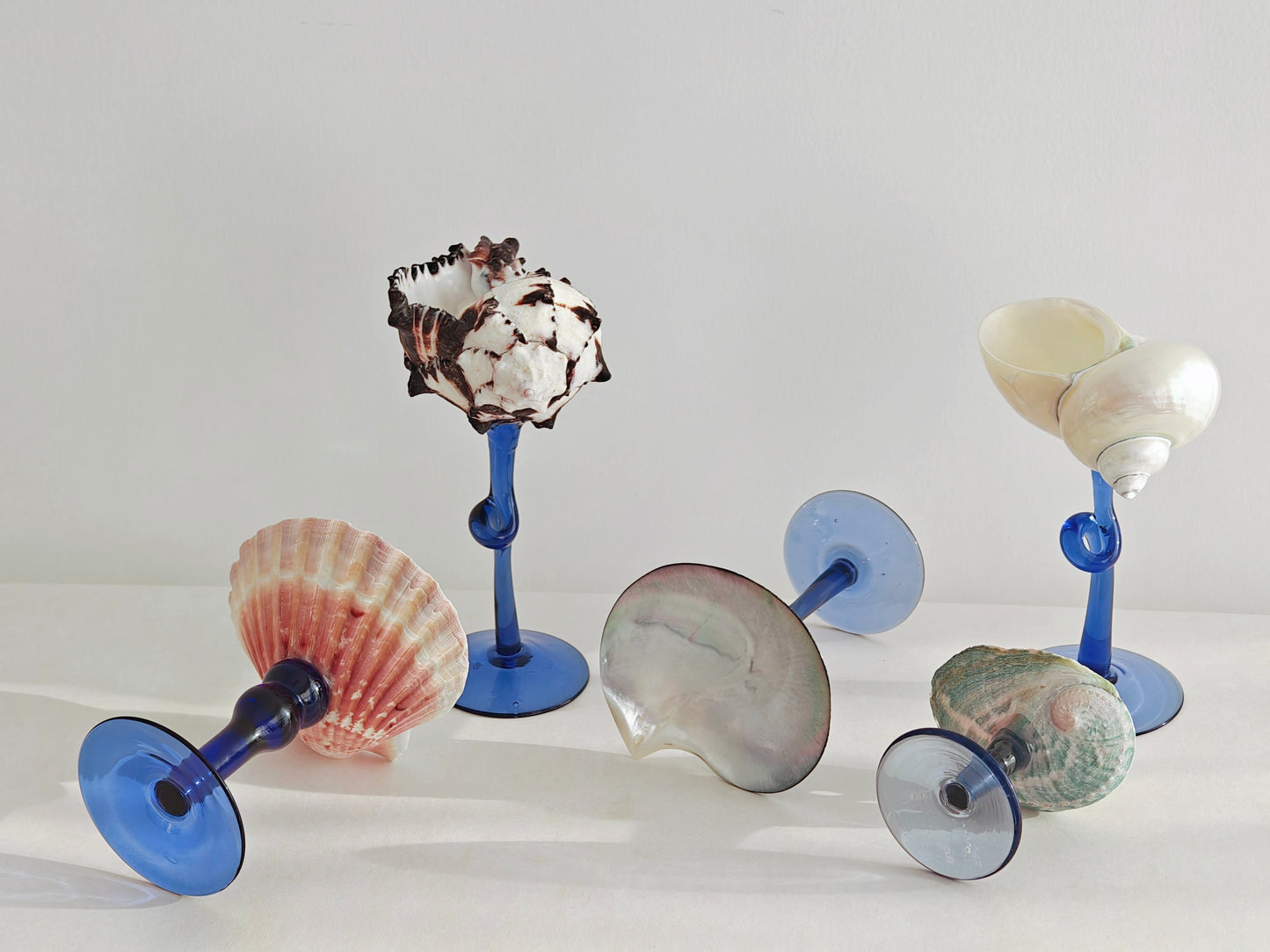 5 shellglass【A whole set】