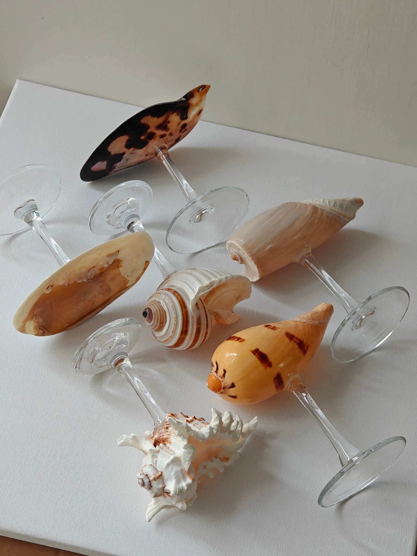 6 shellglass【A whole set】