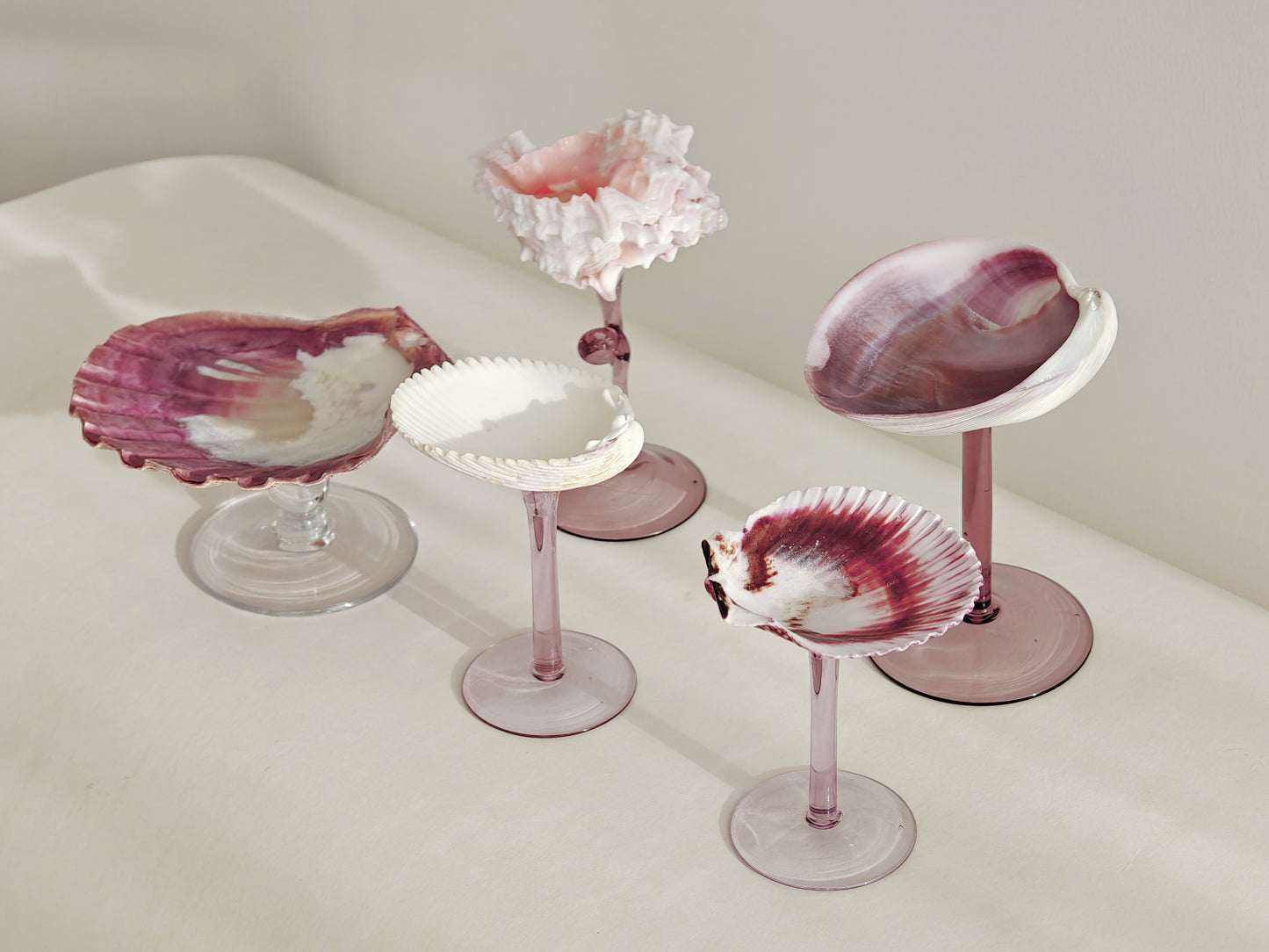 5 shellglass【A whole set】