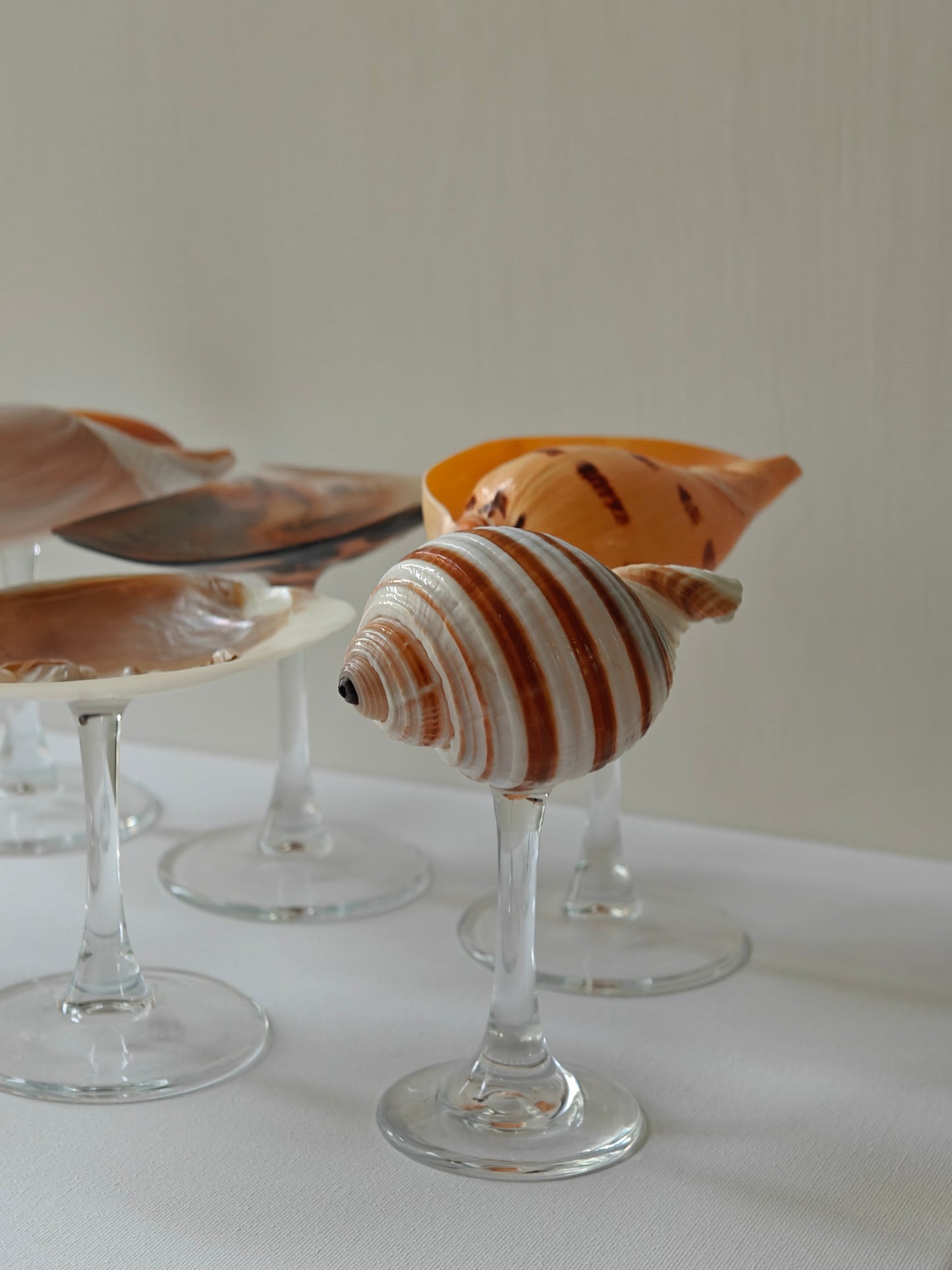 6 shellglass【A whole set】