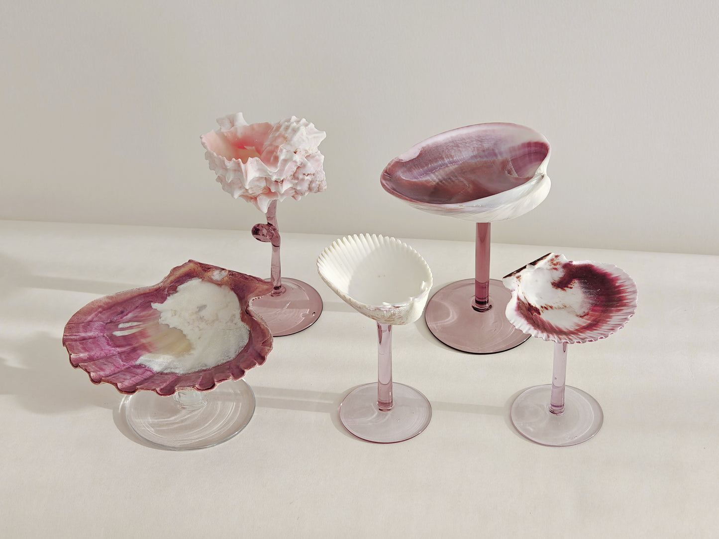 5 shellglass【A whole set】