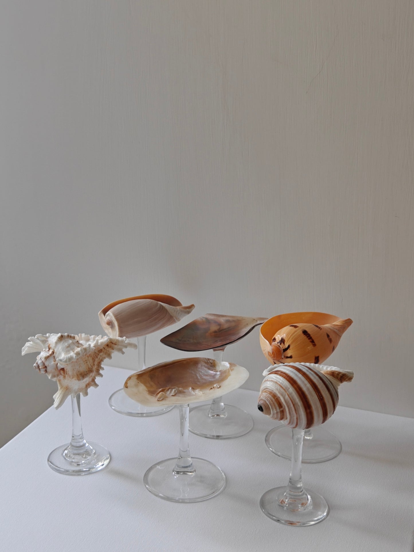 6 shellglass【A whole set】