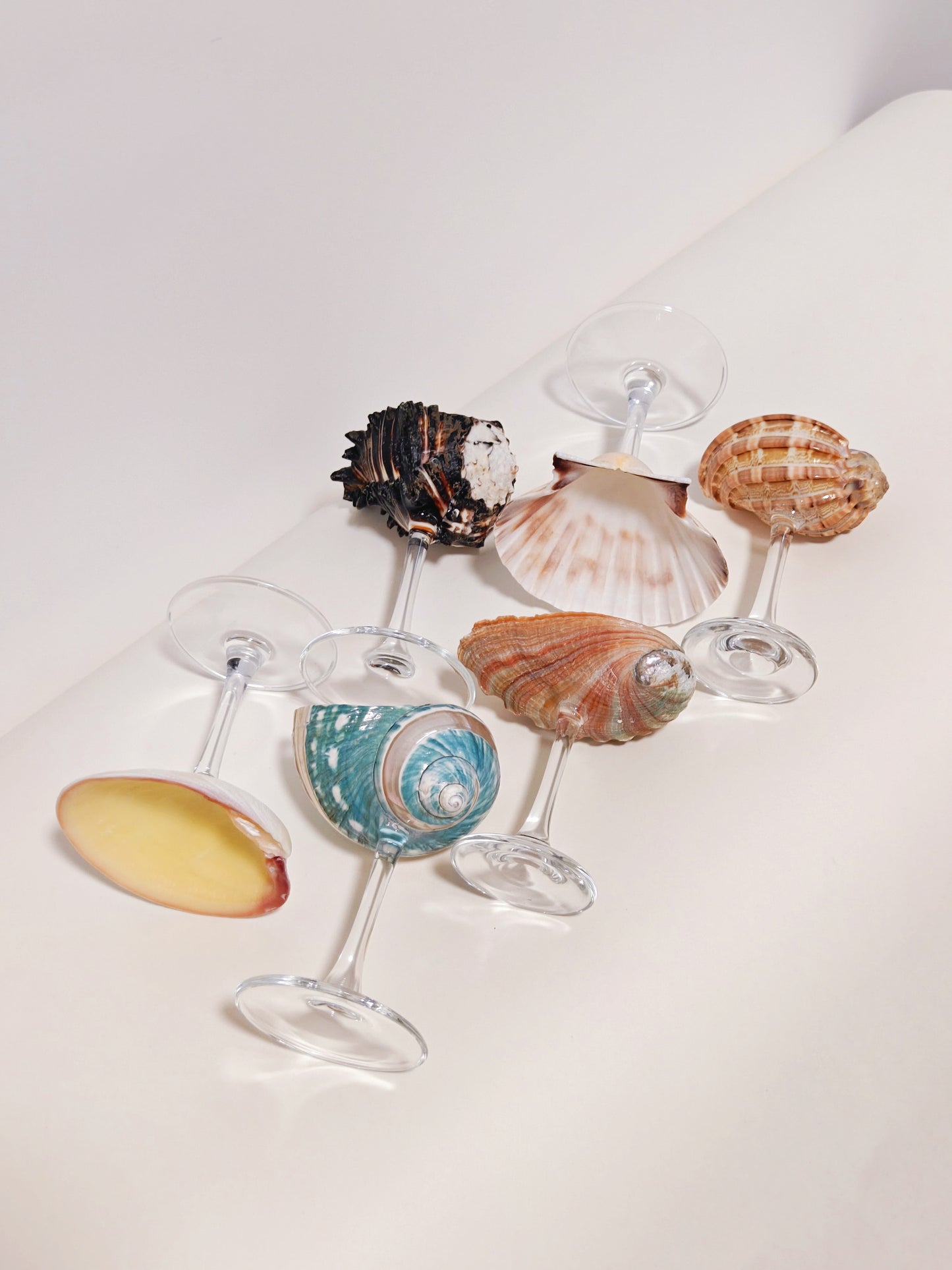 6 shellglass【A whole set】