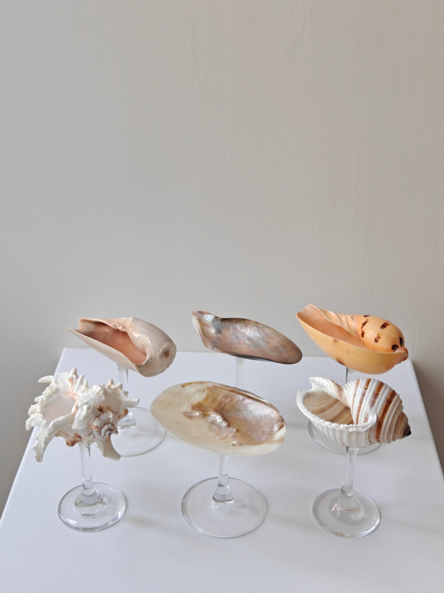 6 shellglass【A whole set】