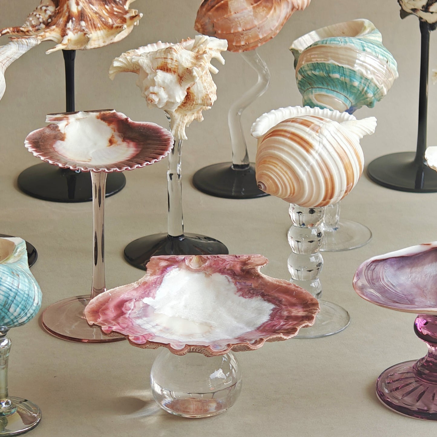 16 shellglass【A whole set】
