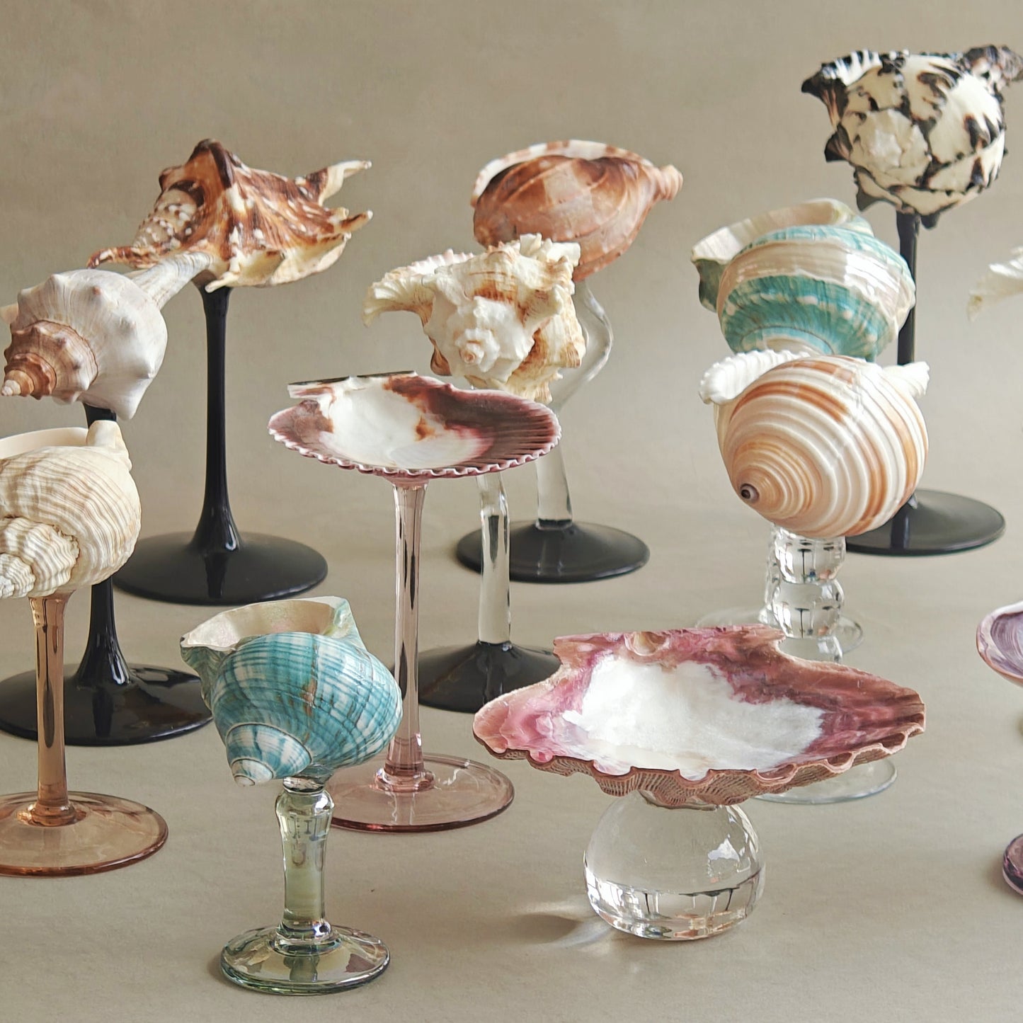 16 shellglass【A whole set】