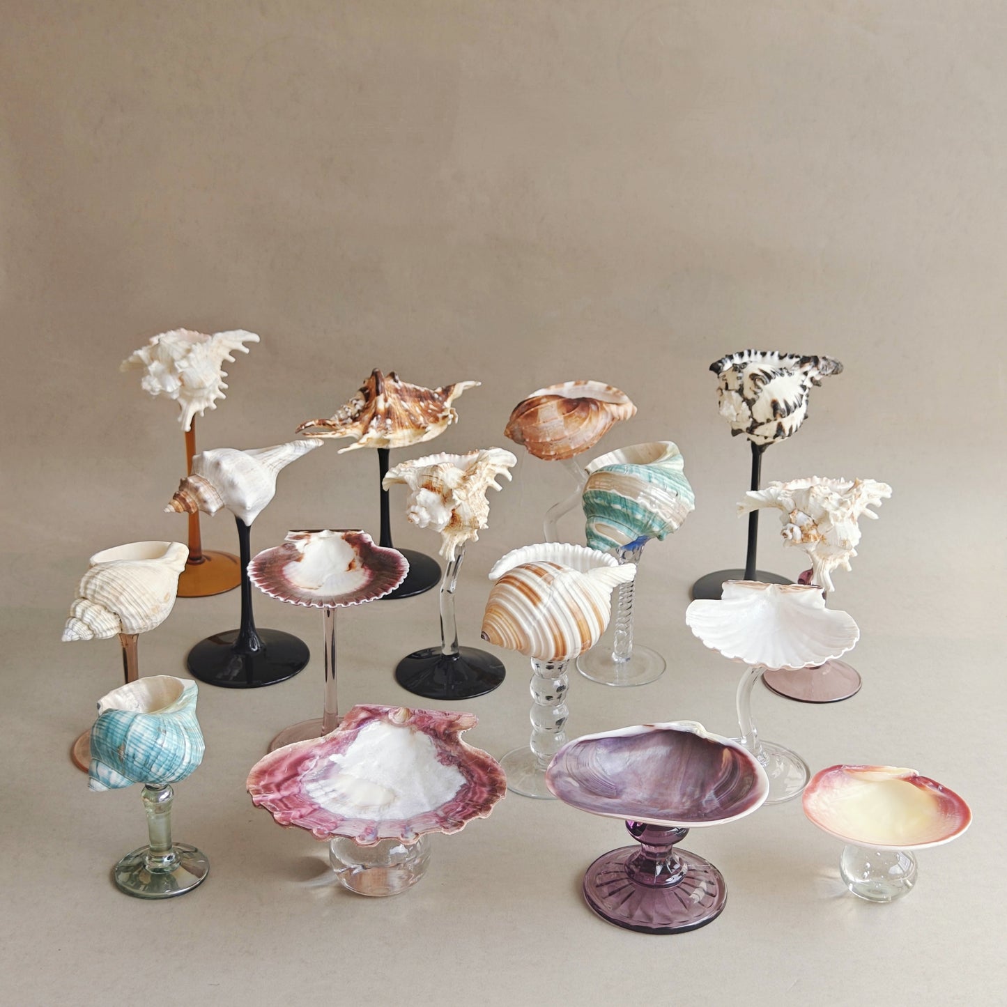 16 shellglass【A whole set】