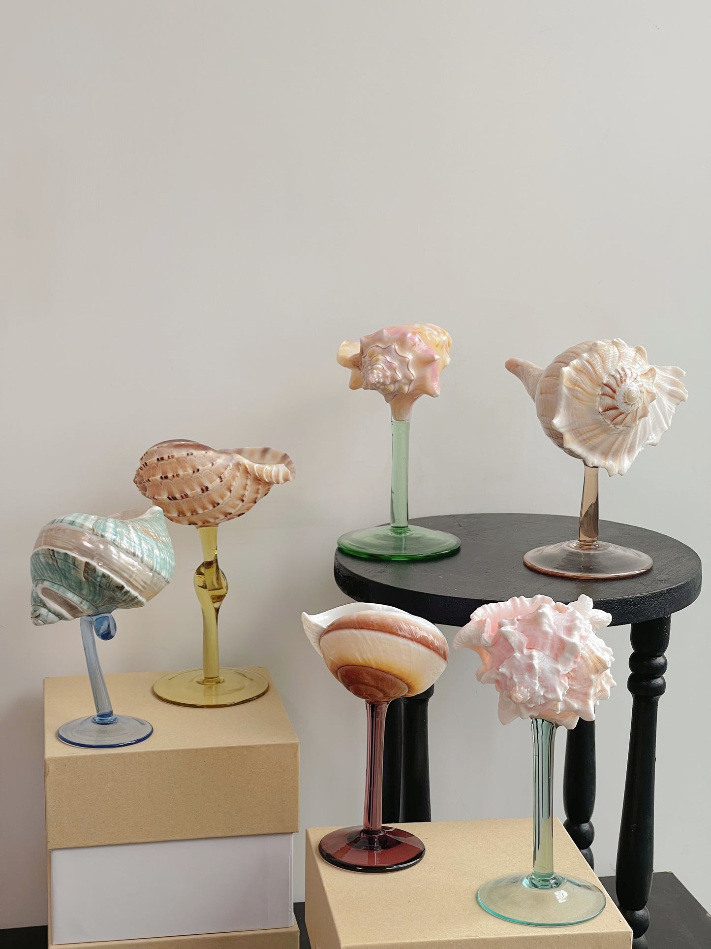 6shellglass【A whole set】