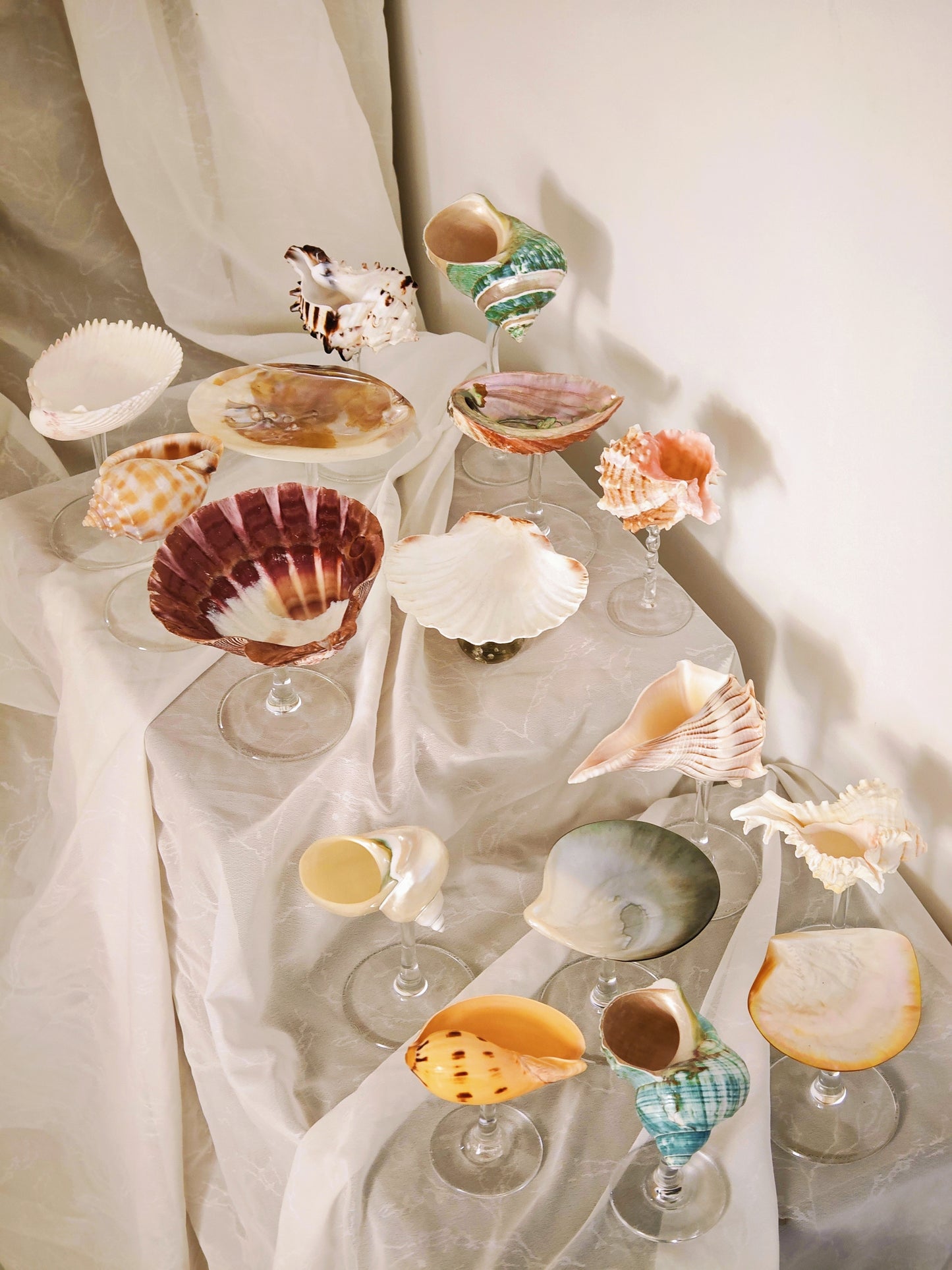 16 shellglass【A whole set】