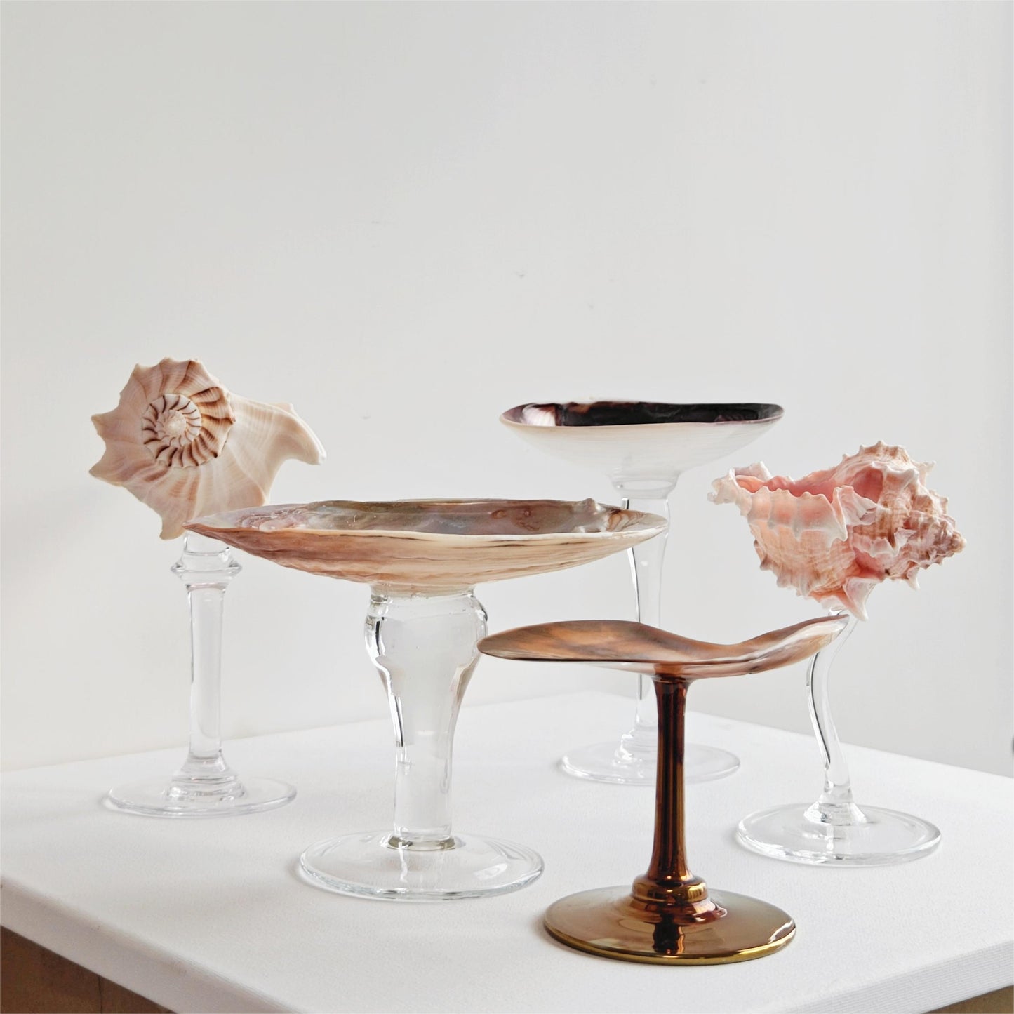 5 shellglass【A whole set】