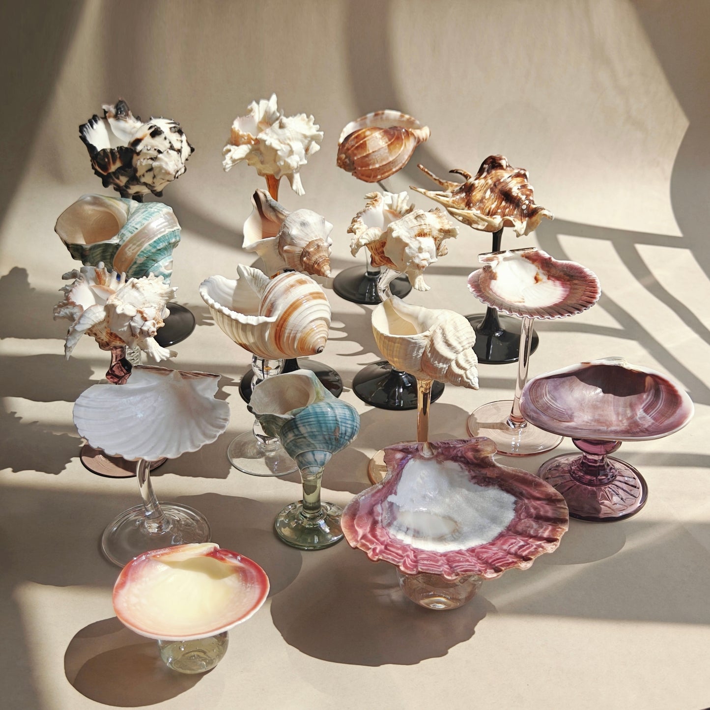 16 shellglass【A whole set】