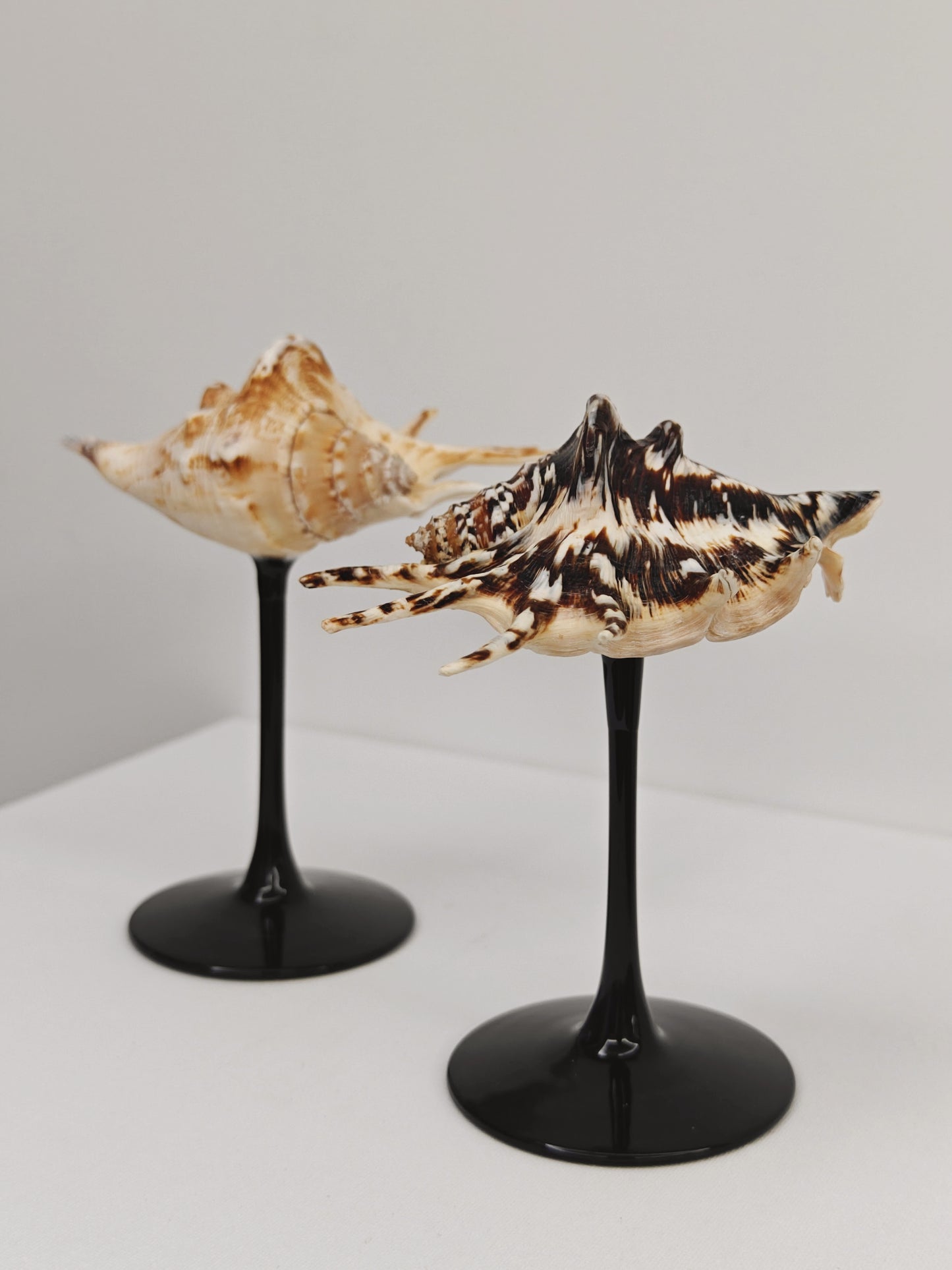 2shellglass【A whole set】