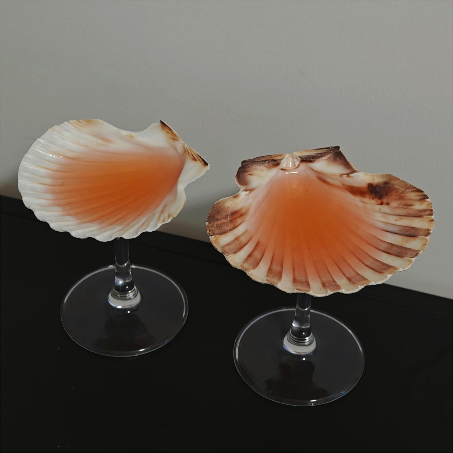 2 shellglass【A whole set】