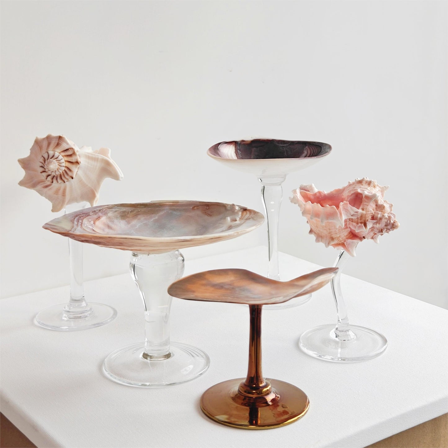 5 shellglass【A whole set】