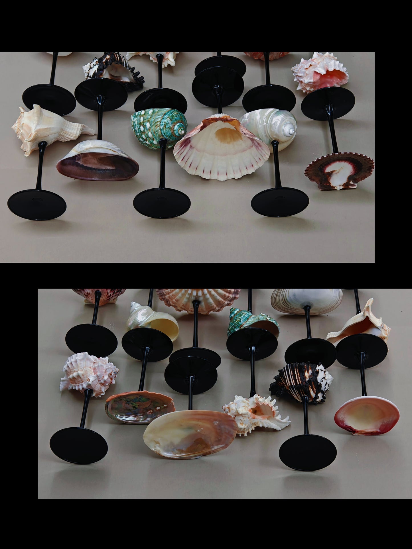 12 shellglass【A whole set】