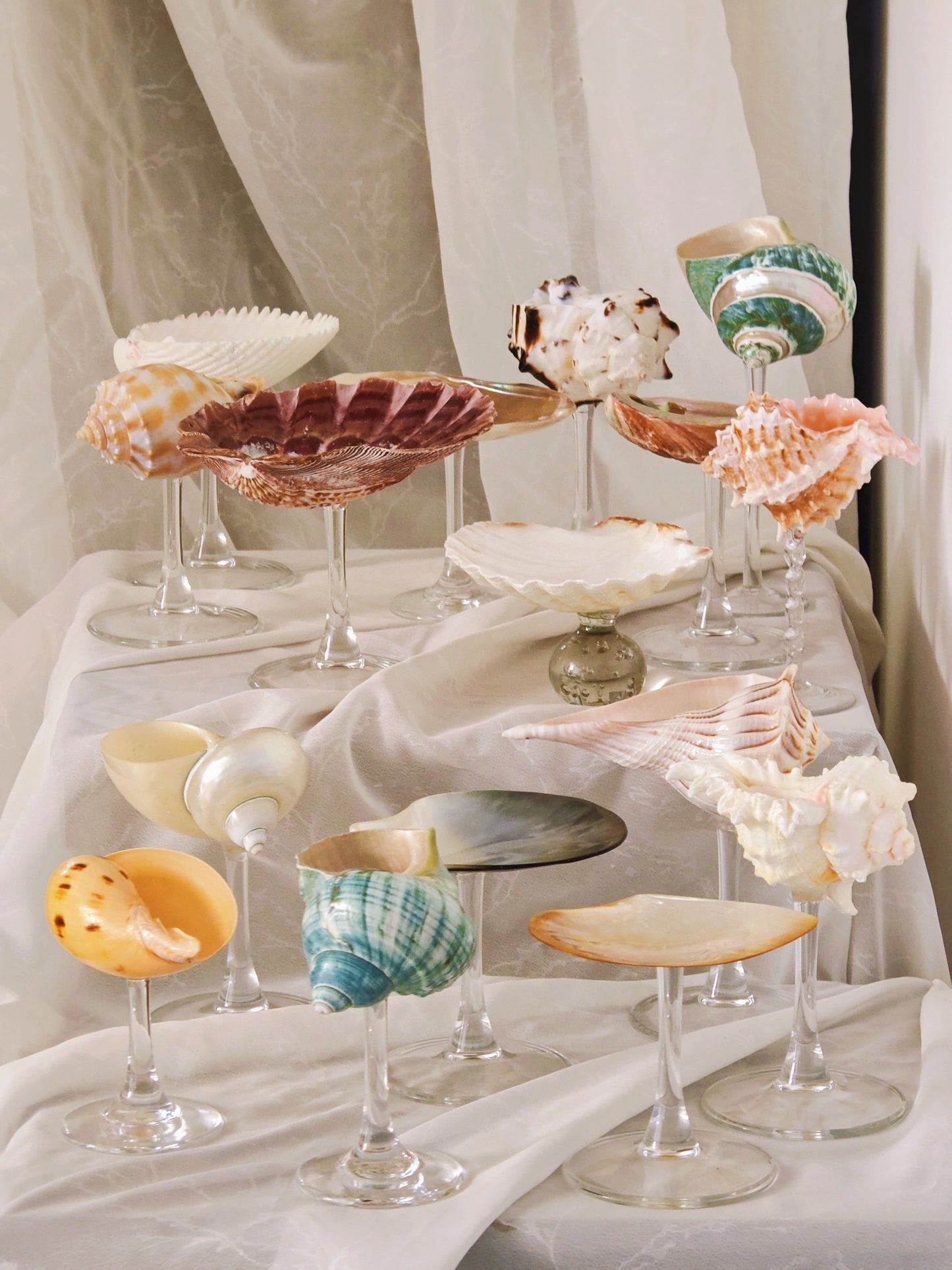 16 shellglass【A whole set】