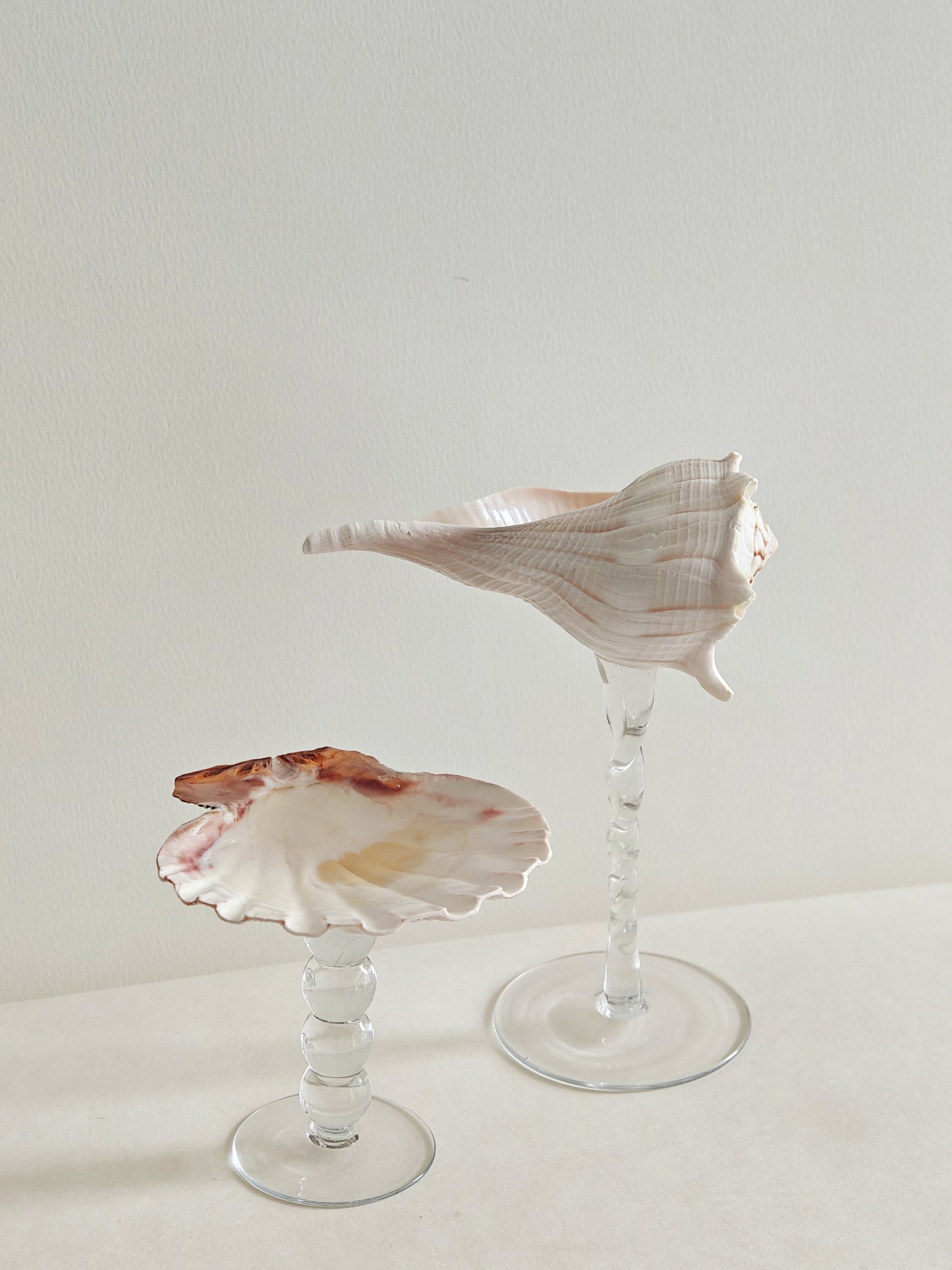 2shellglass【A whole set】