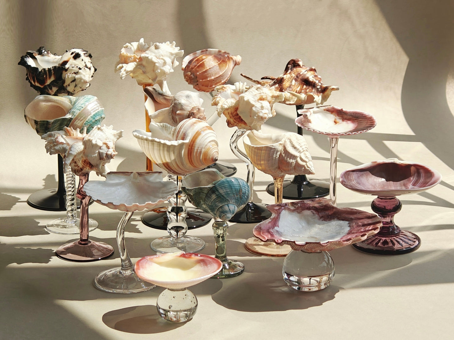 16 shellglass【A whole set】