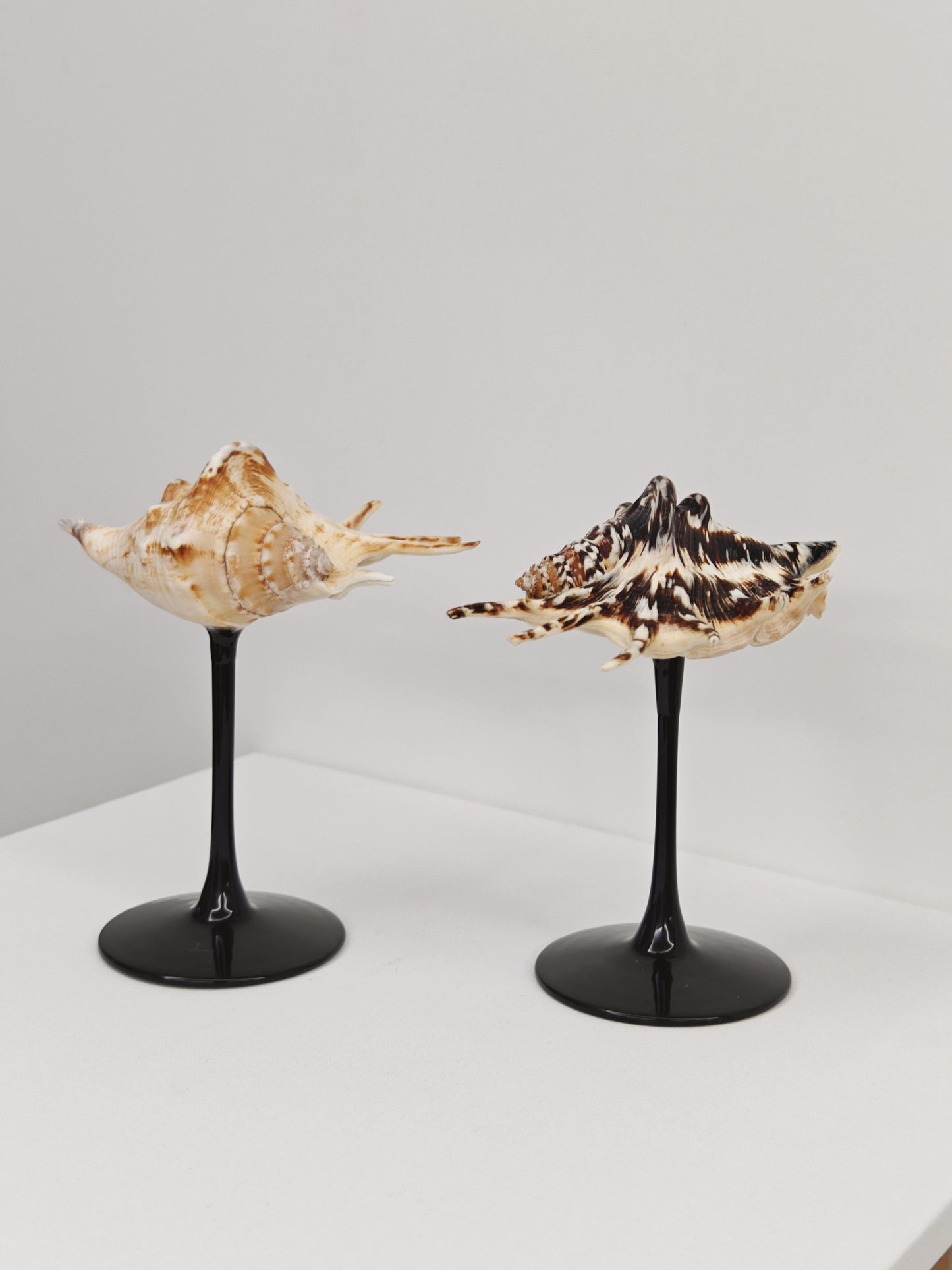 2shellglass【A whole set】