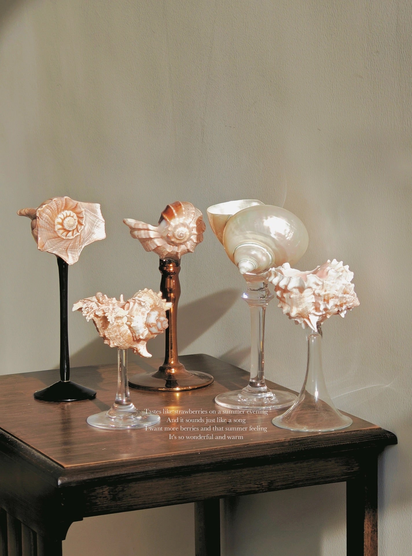 5shellglass【A whole set】