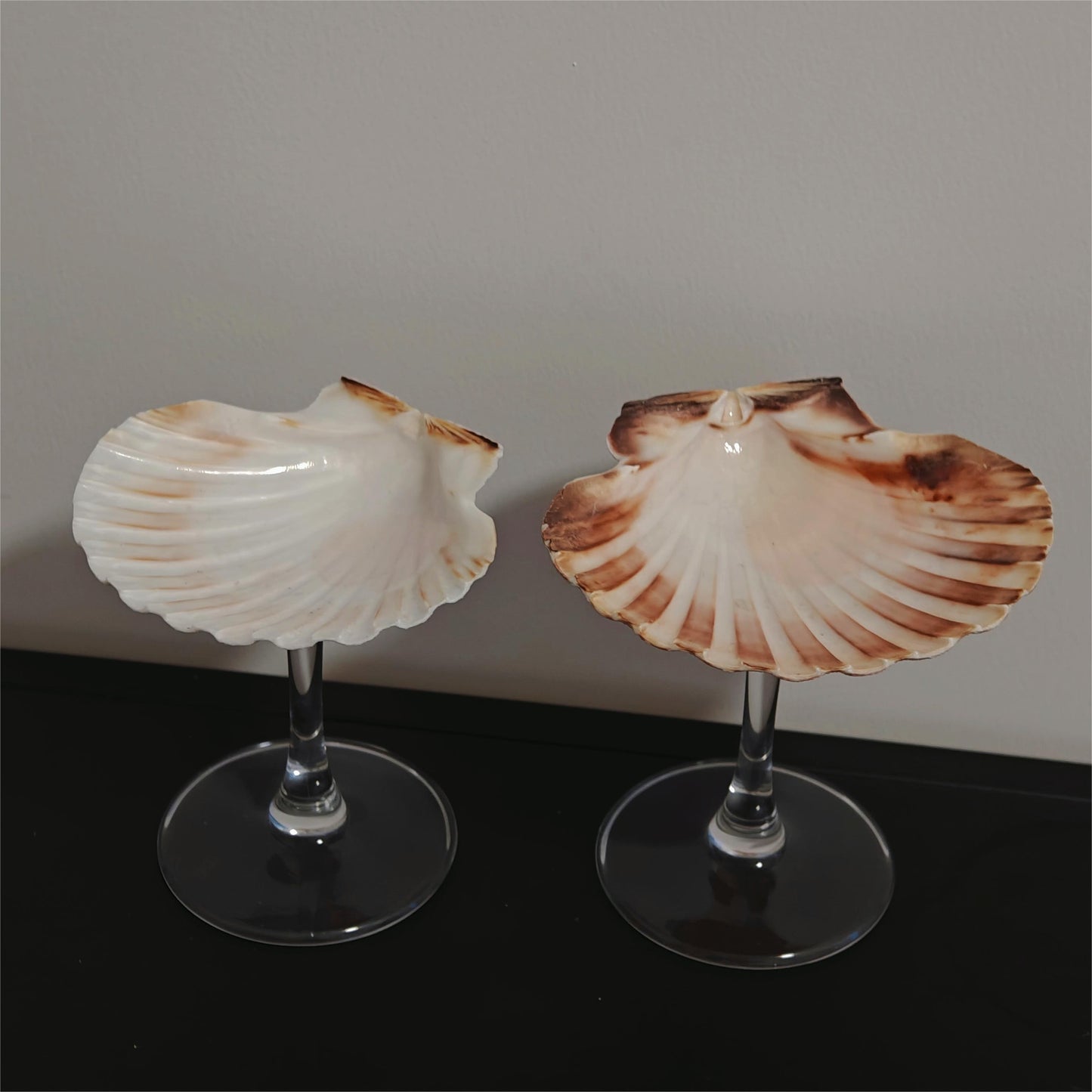 2 shellglass【A whole set】