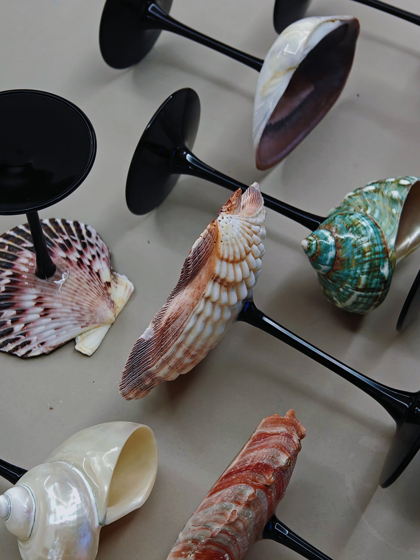 12 shellglass【A whole set】