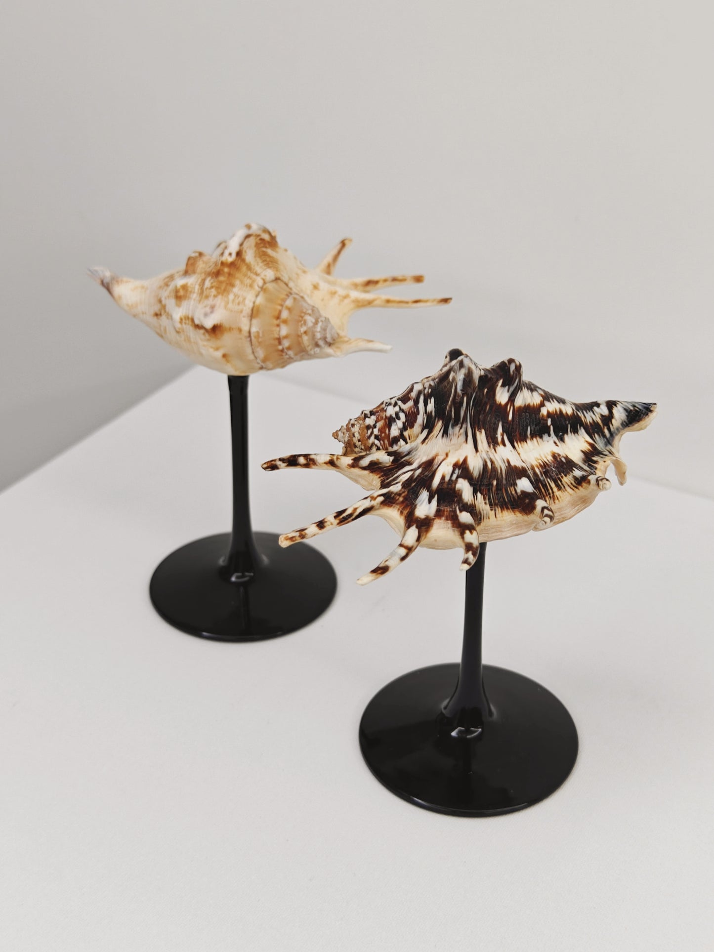 2shellglass【A whole set】