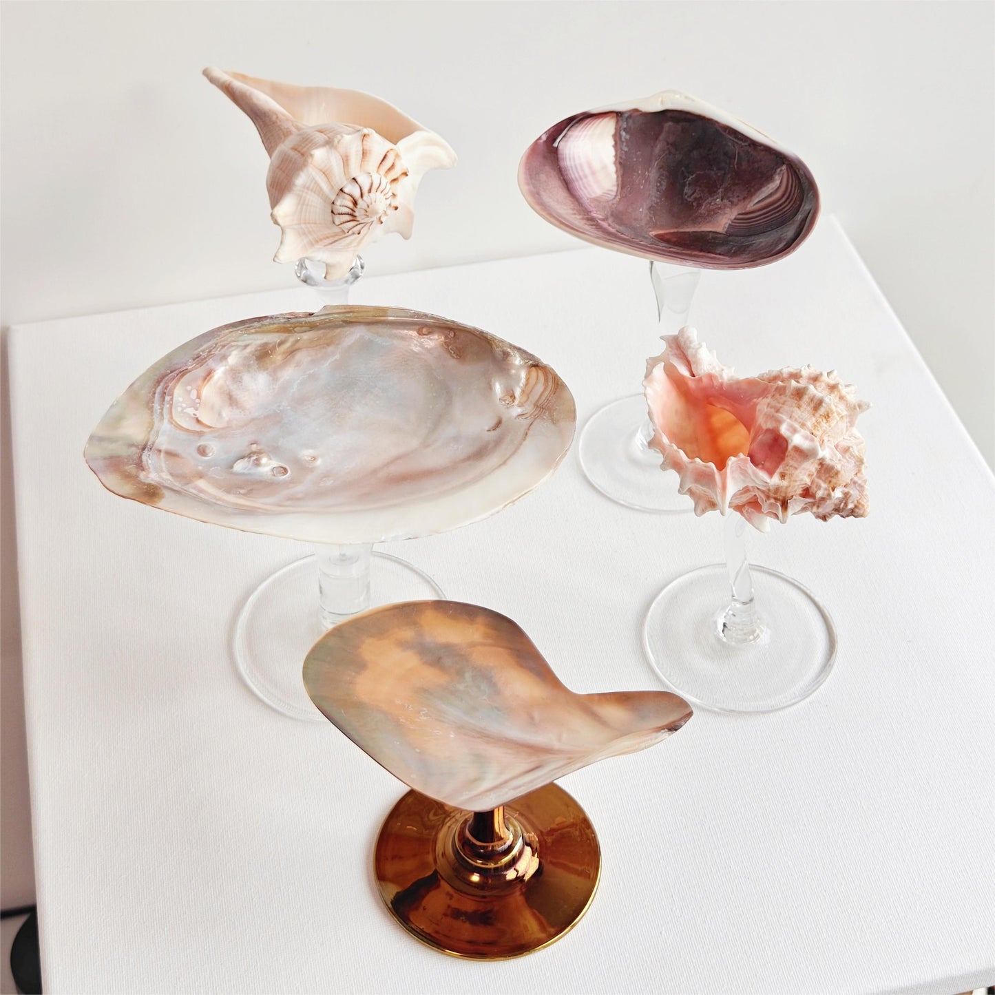 5 shellglass【A whole set】