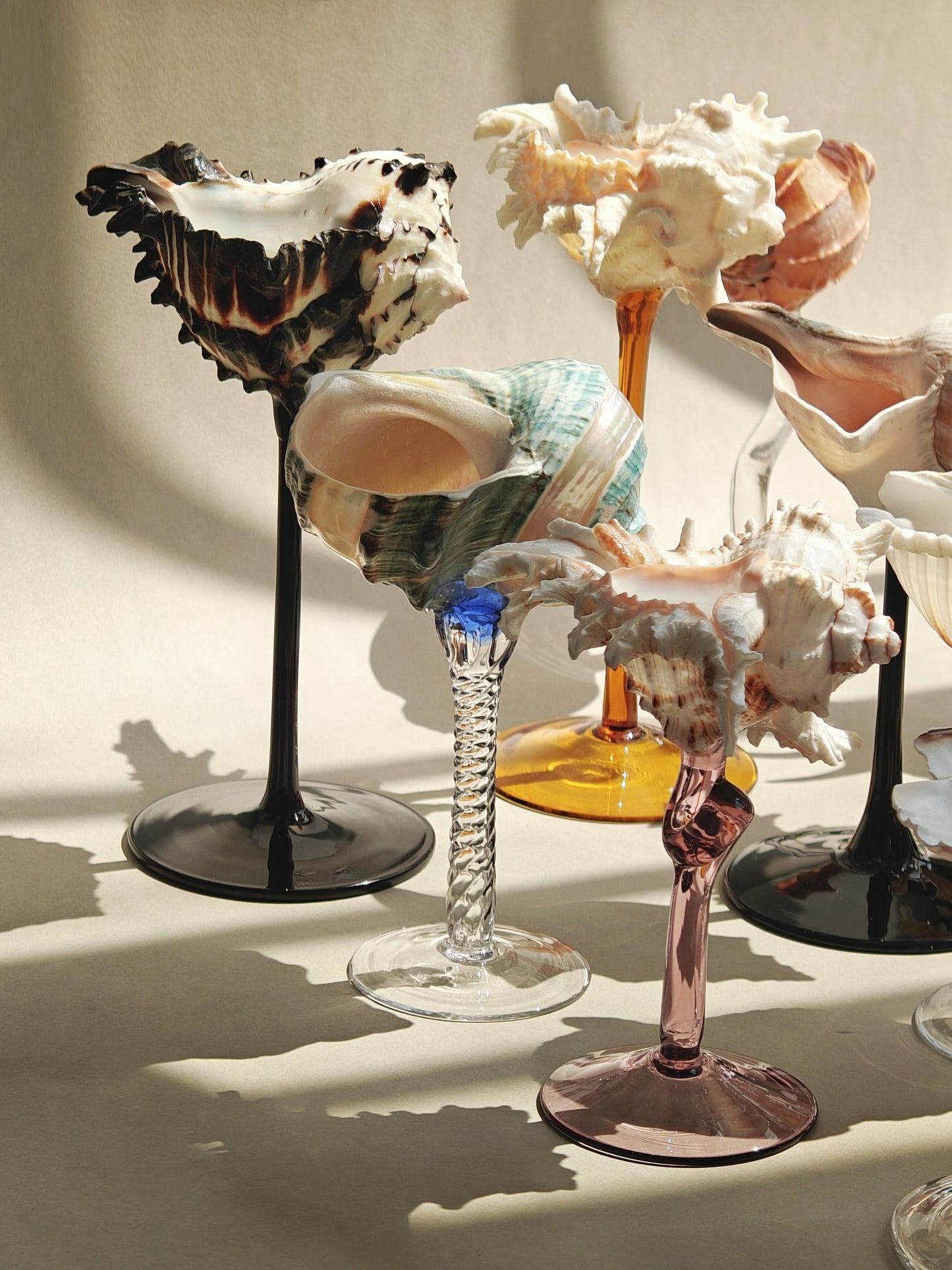 16 shellglass【A whole set】