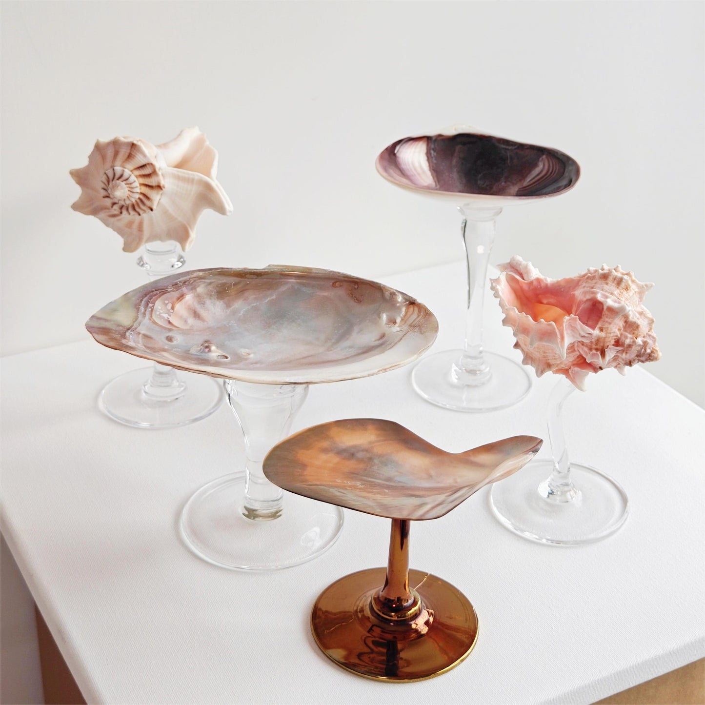 5 shellglass【A whole set】