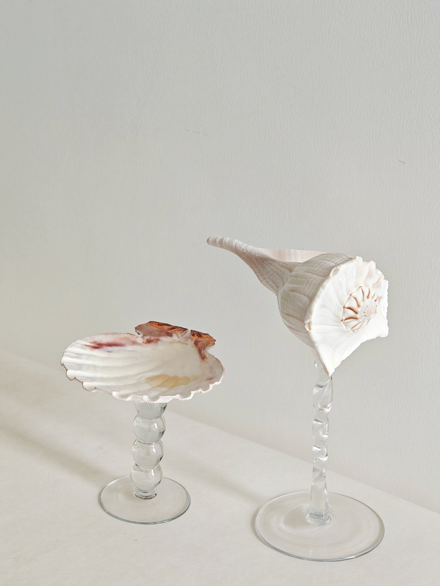 2shellglass【A whole set】