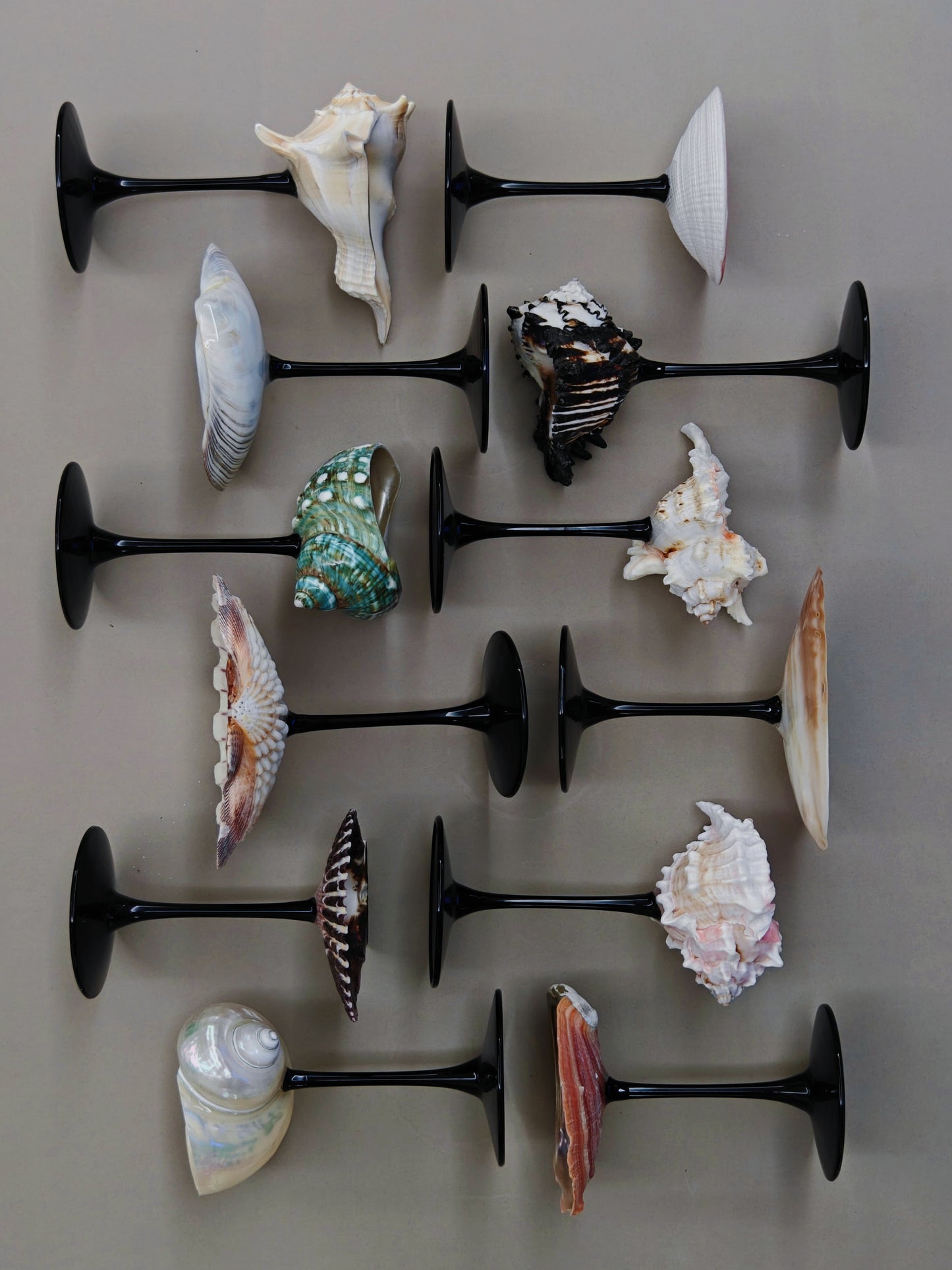 12 shellglass【A whole set】