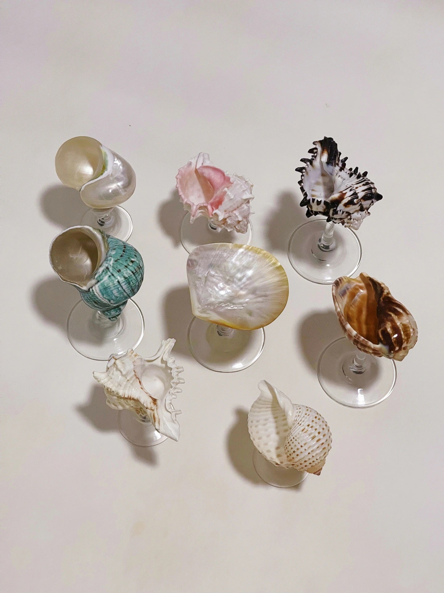 8 shellglass【A whole set】