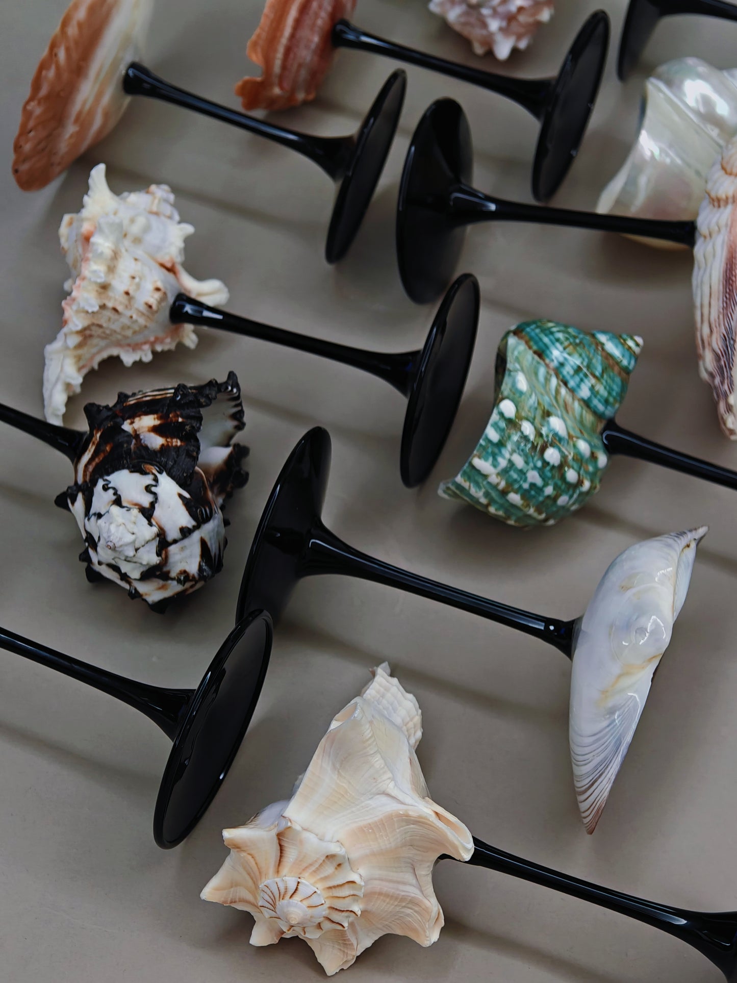 12 shellglass【A whole set】