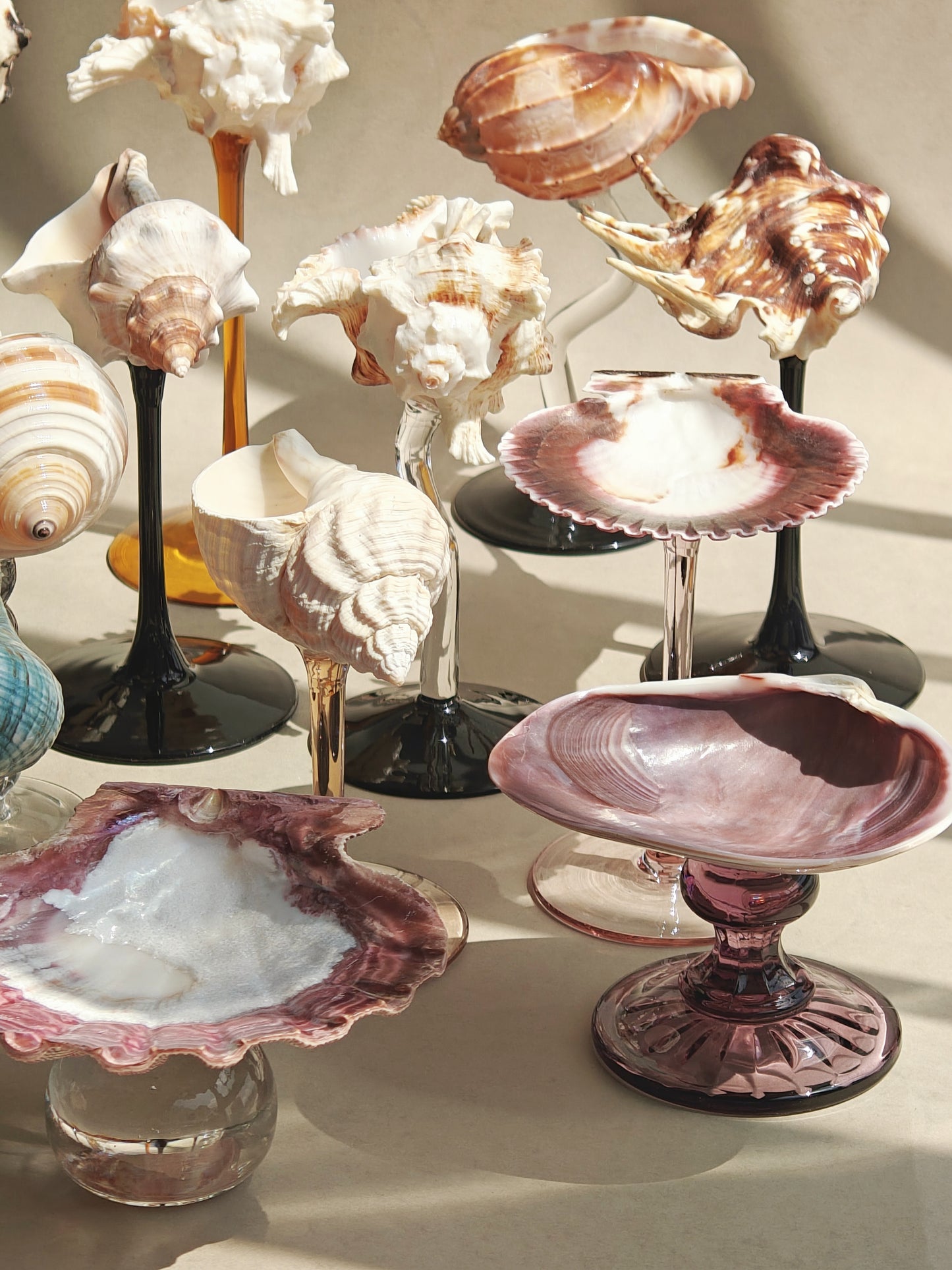 16 shellglass【A whole set】