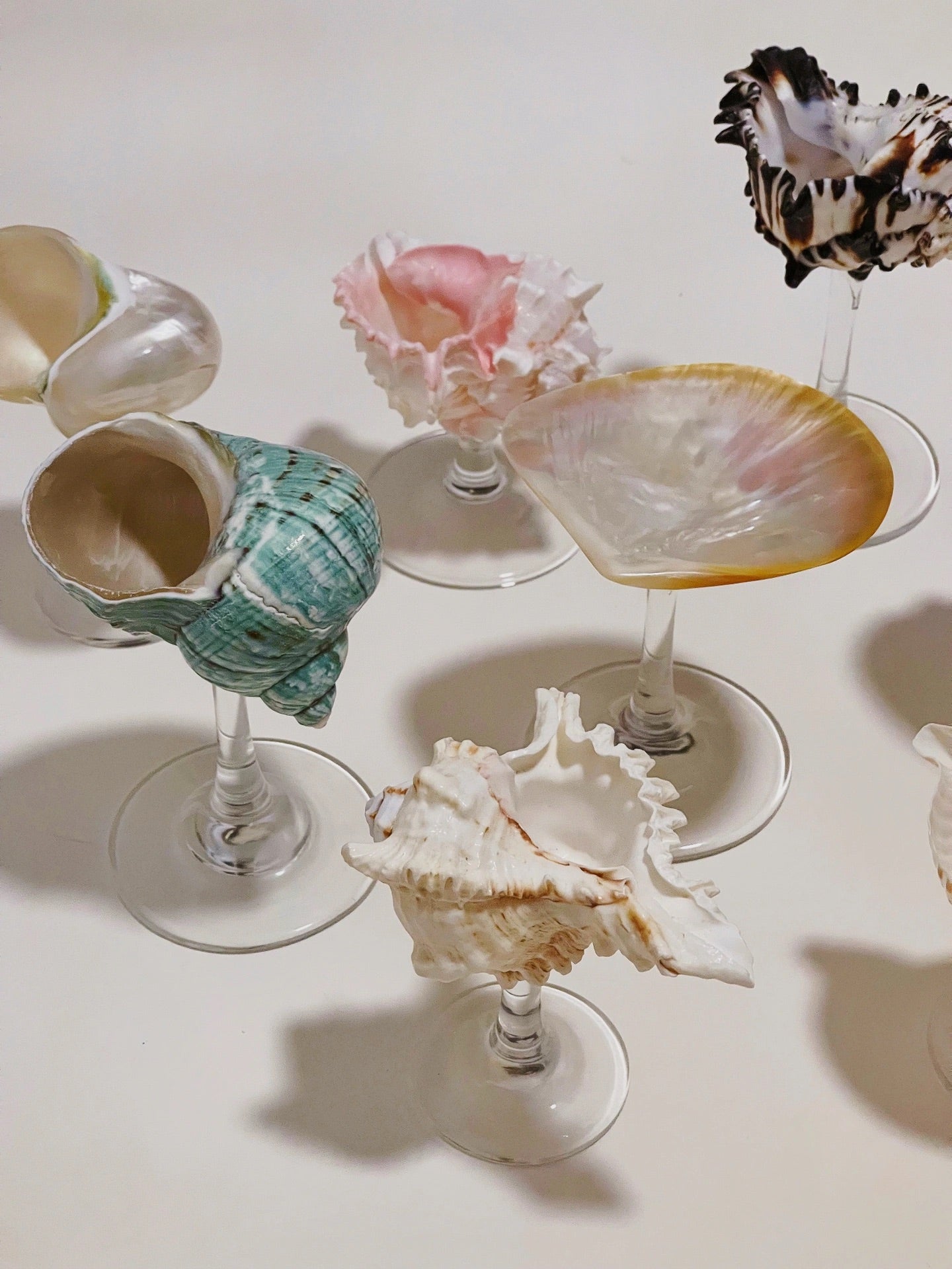 8 shellglass【A whole set】