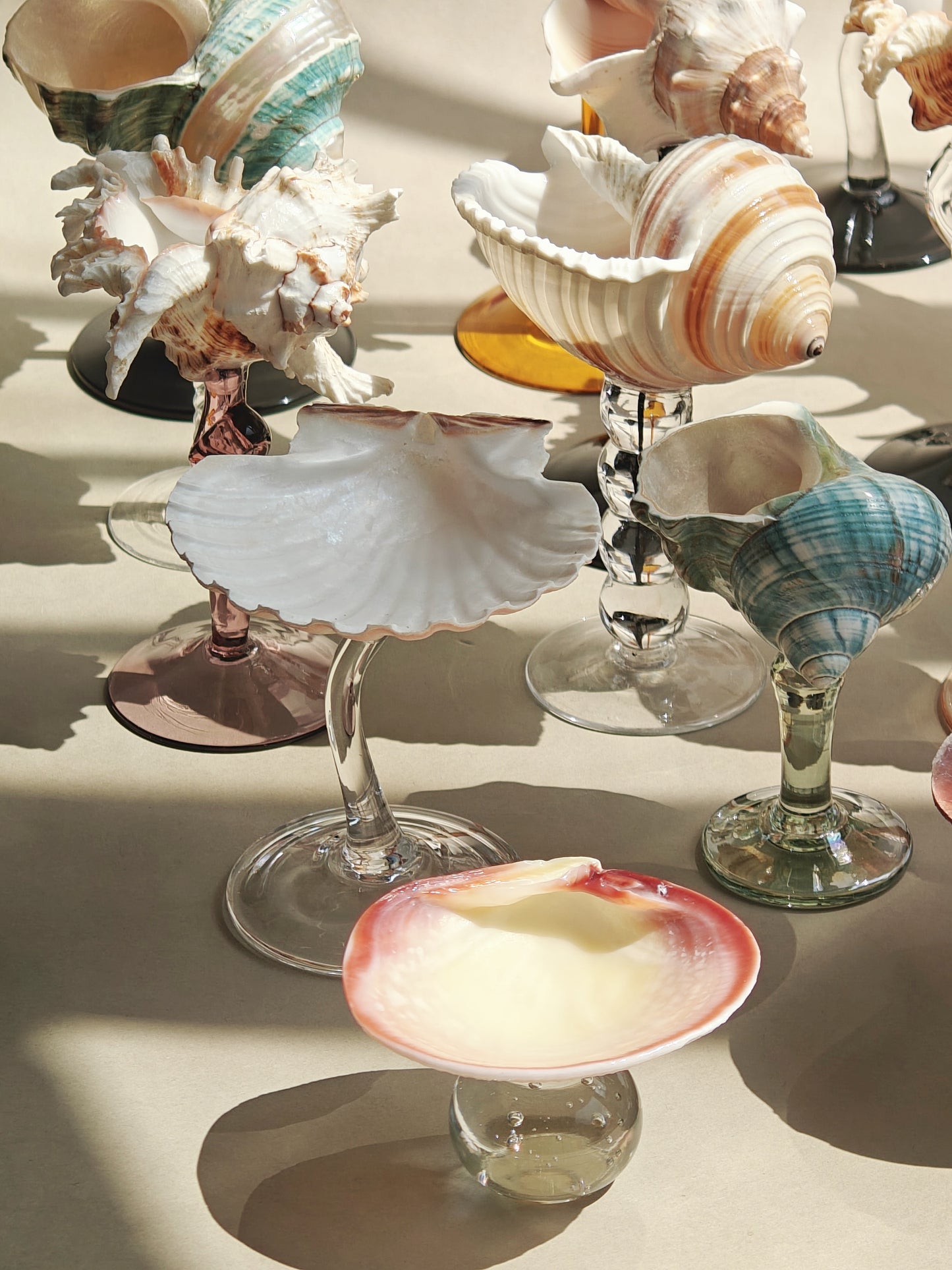 16 shellglass【A whole set】