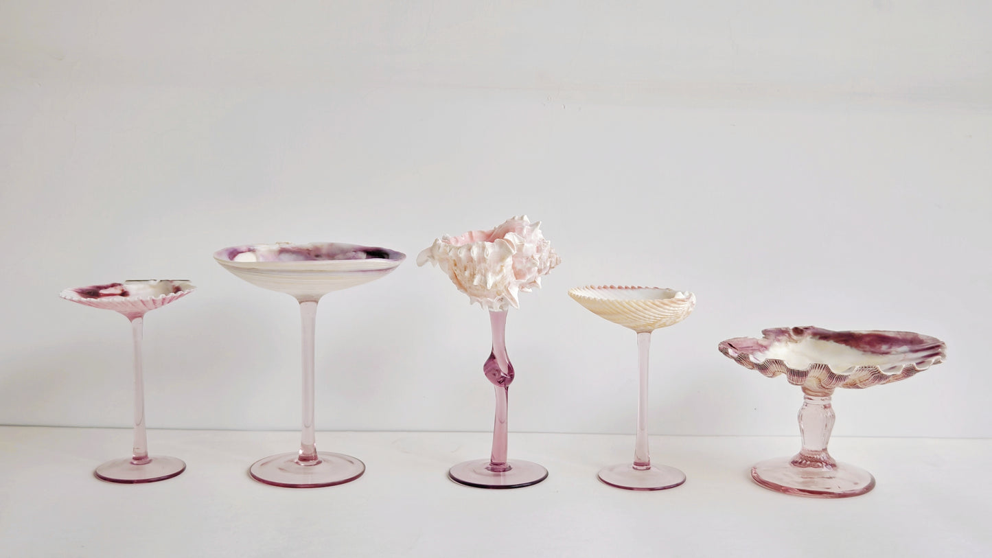 5shellglass【A whole set】
