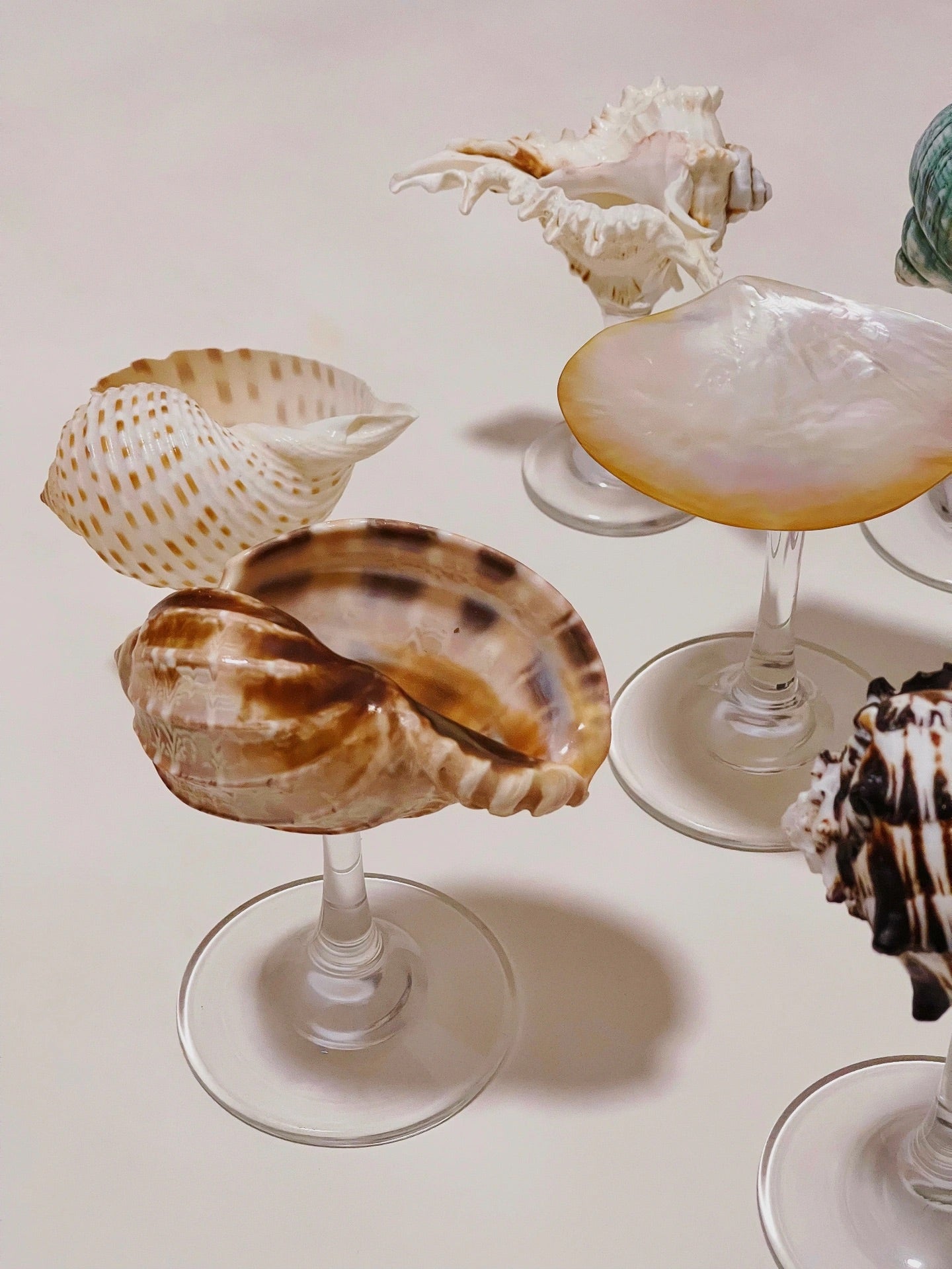 8 shellglass【A whole set】