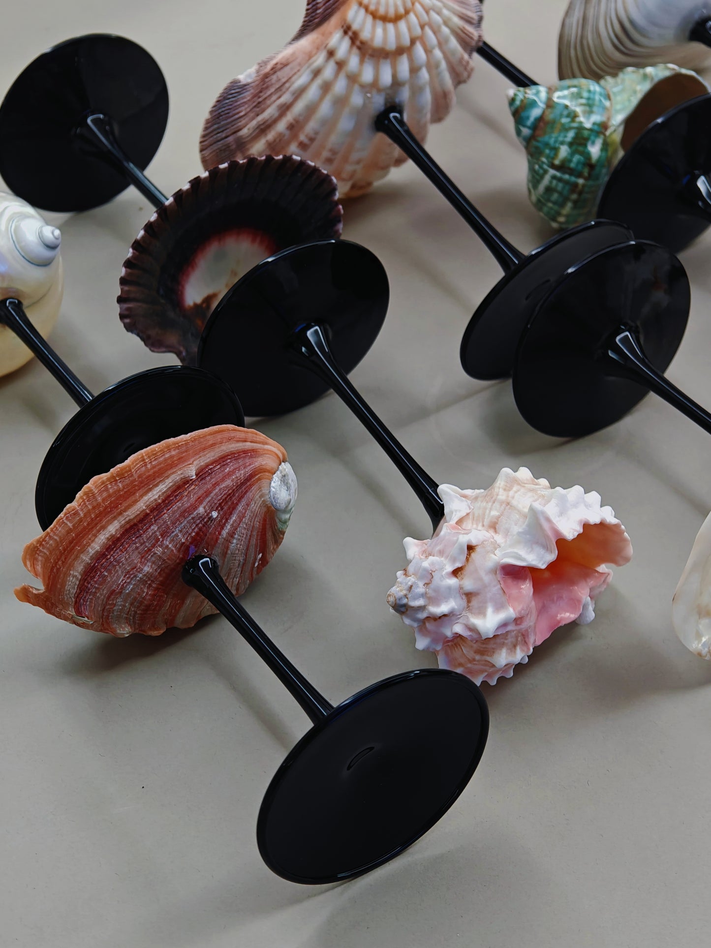 12 shellglass【A whole set】