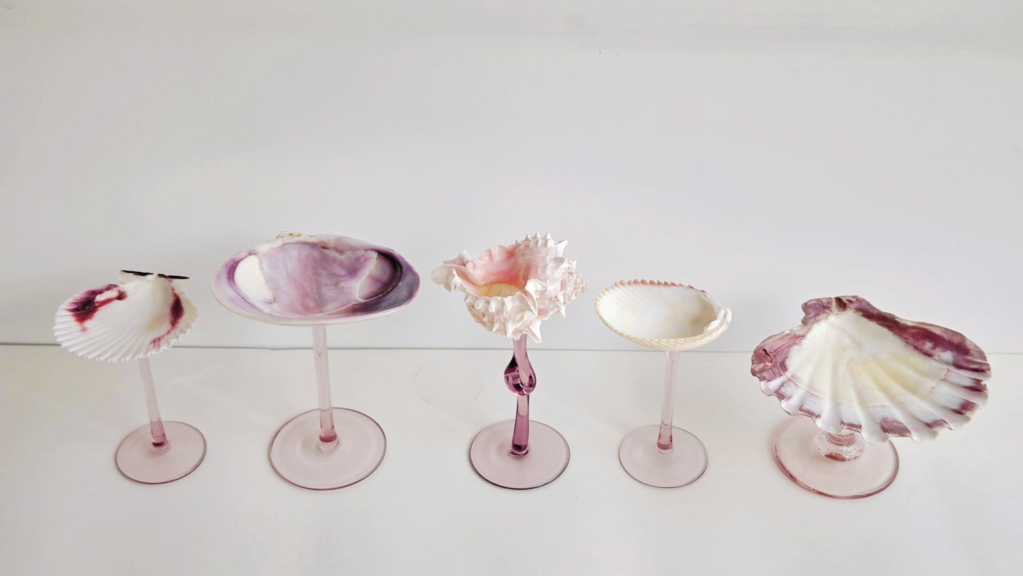 5shellglass【A whole set】