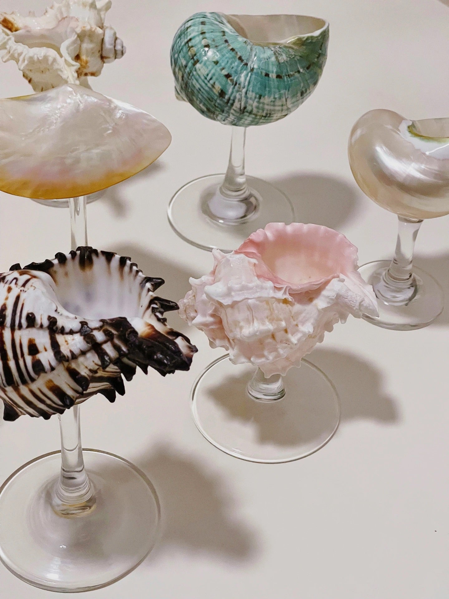 8 shellglass【A whole set】