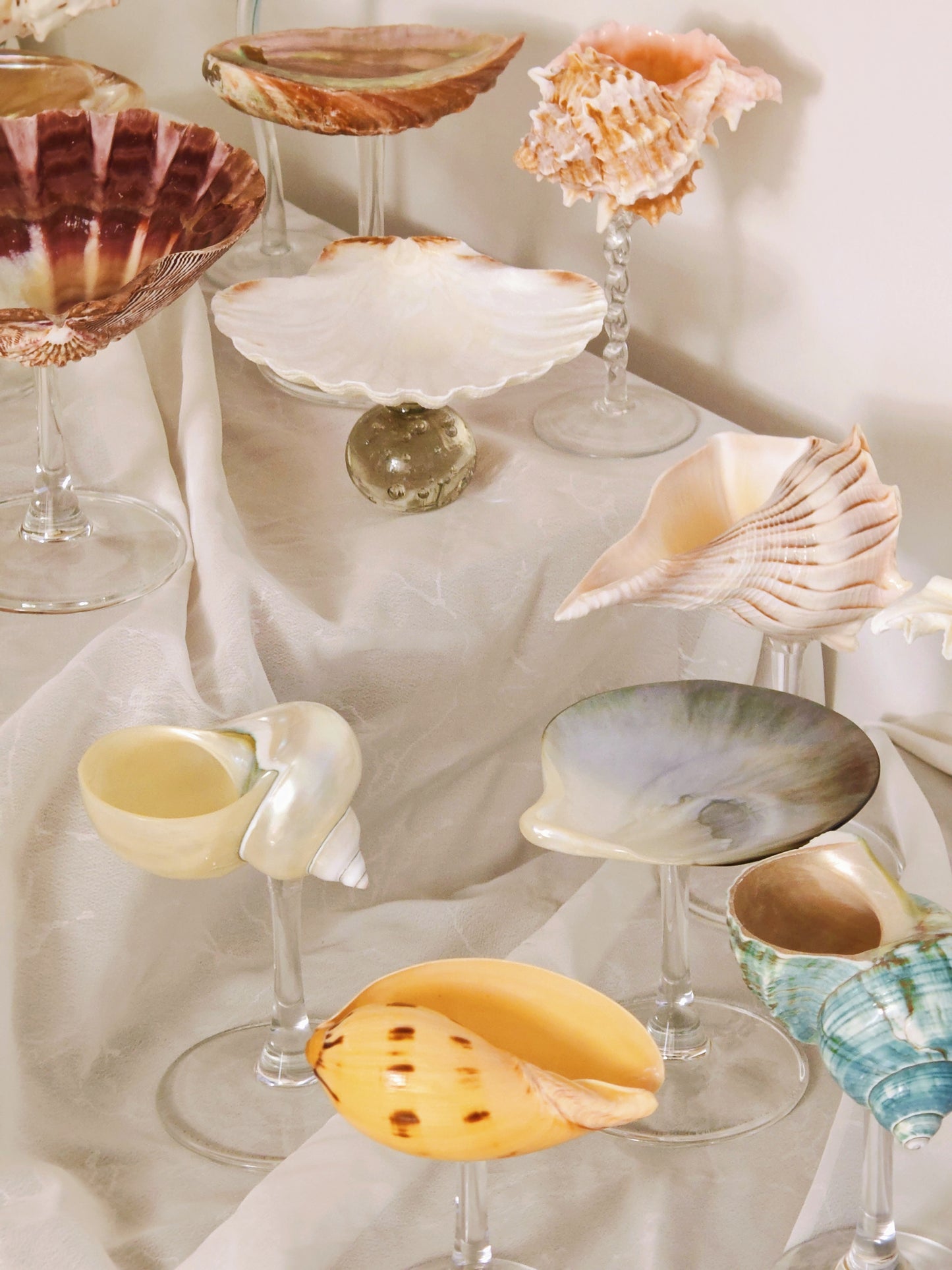 16 shellglass【A whole set】