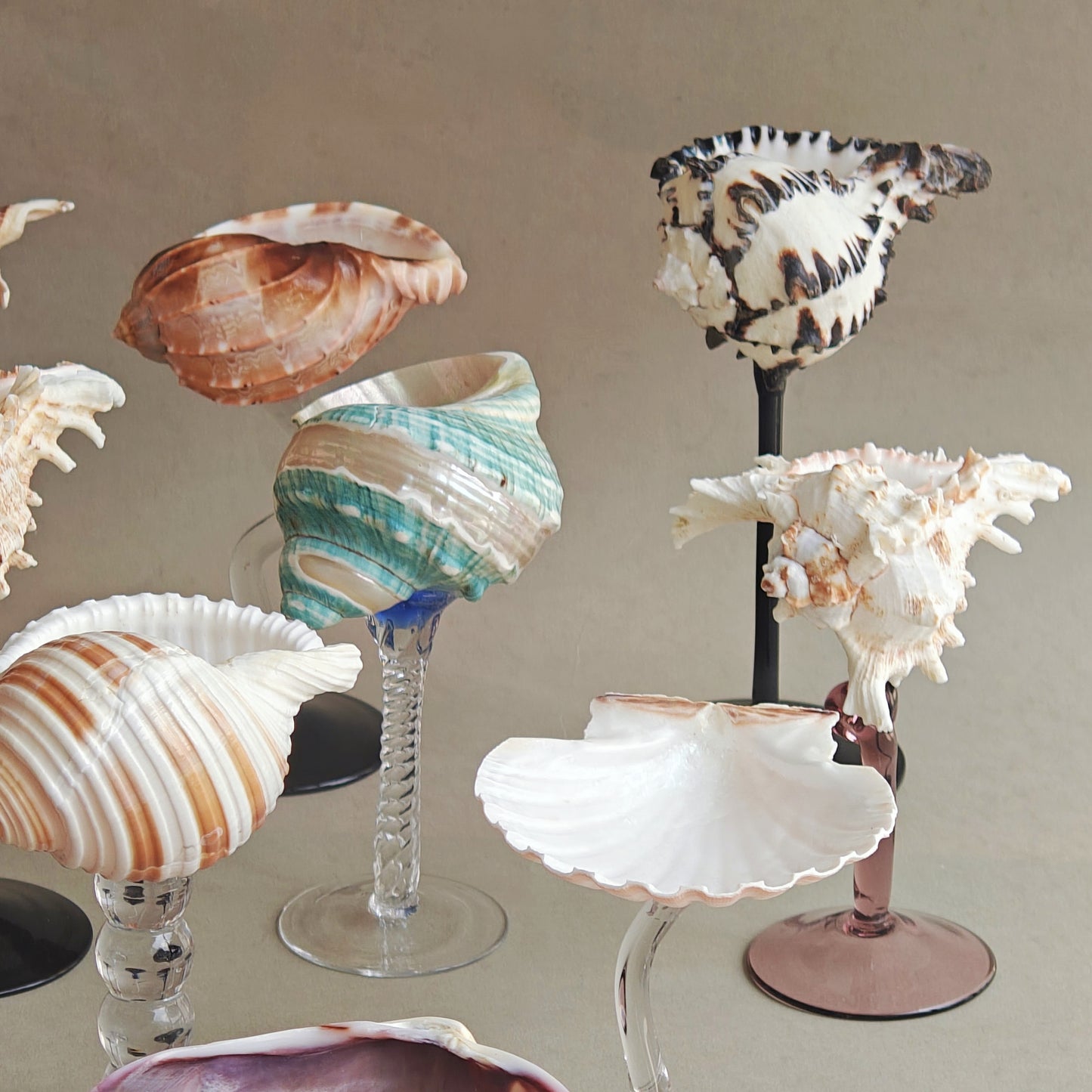16 shellglass【A whole set】