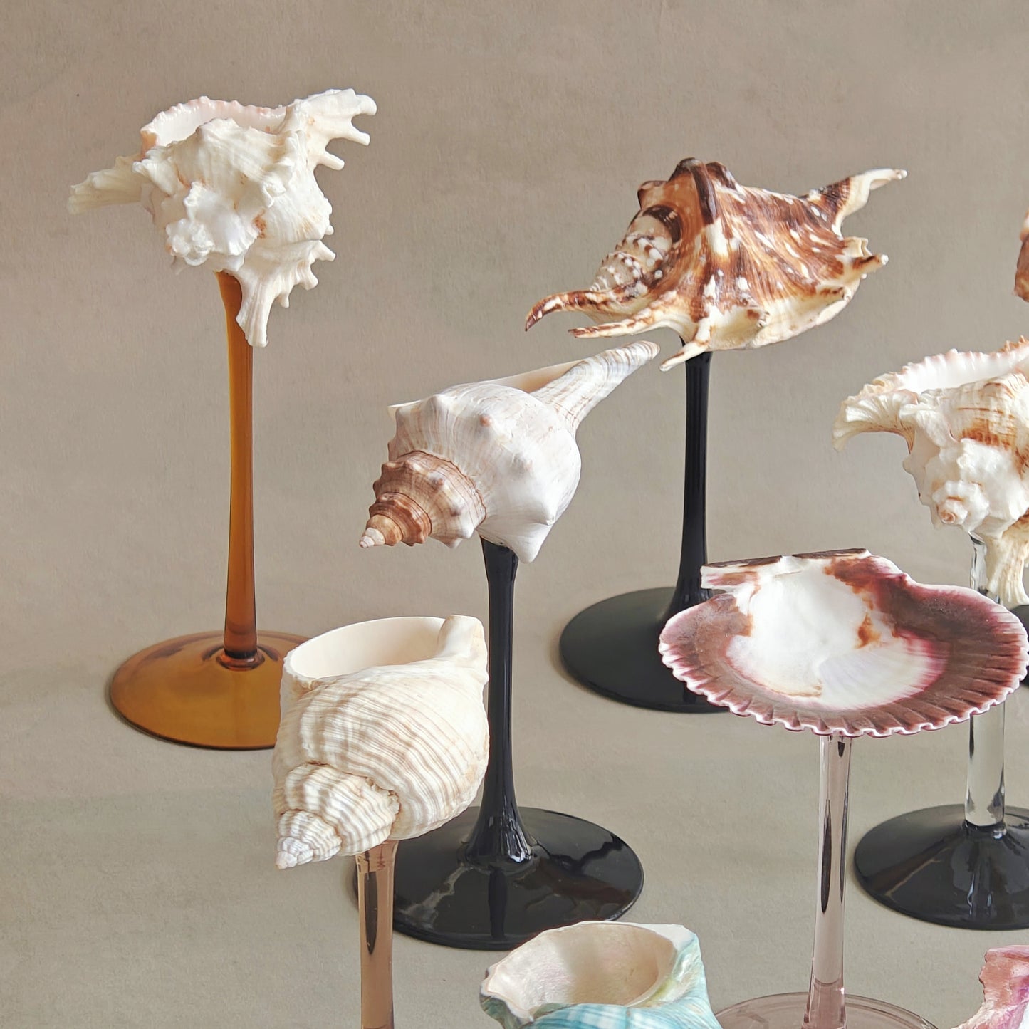 16 shellglass【A whole set】
