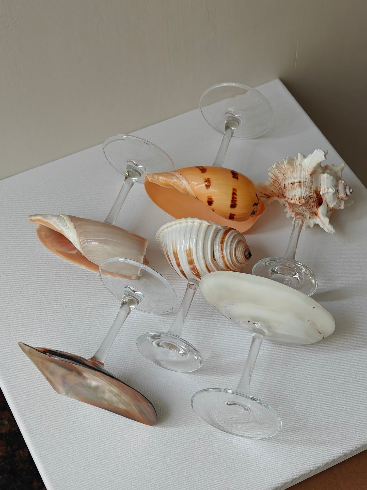 6 shellglass【A whole set】