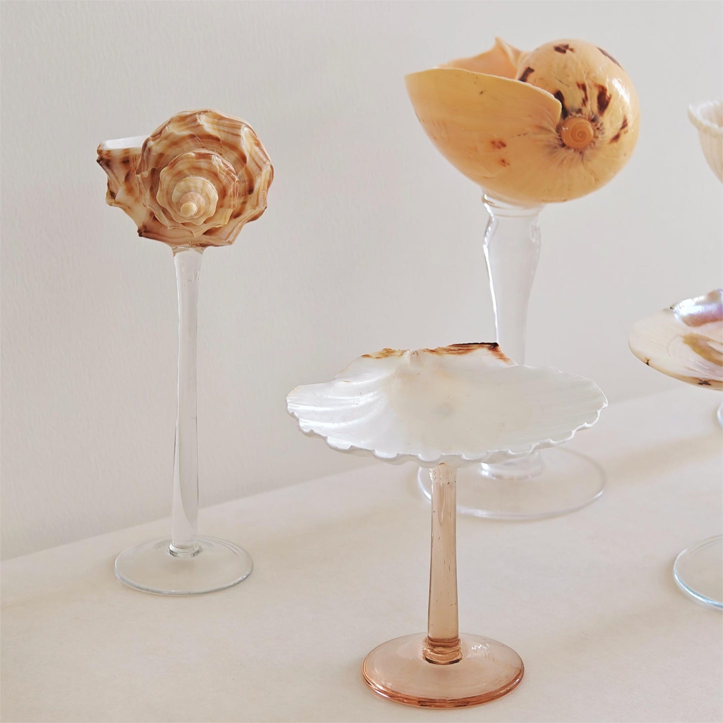 6 shellglass【A whole set】