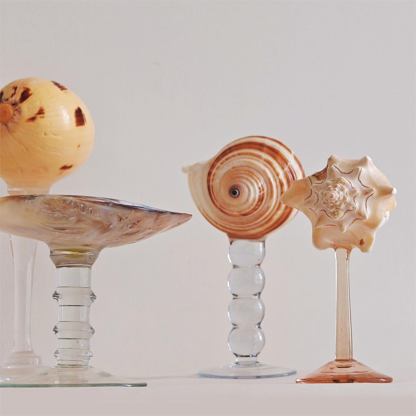 6 shellglass【A whole set】
