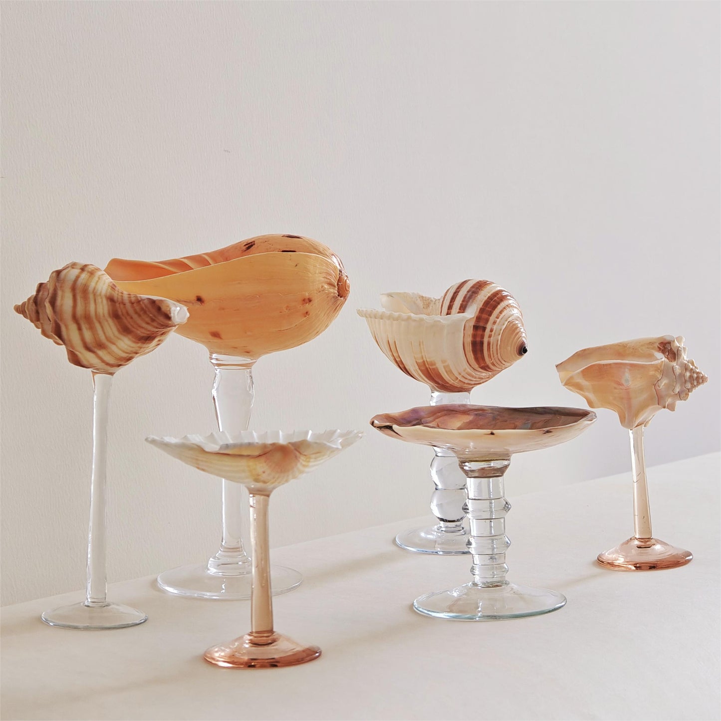 6 shellglass【A whole set】